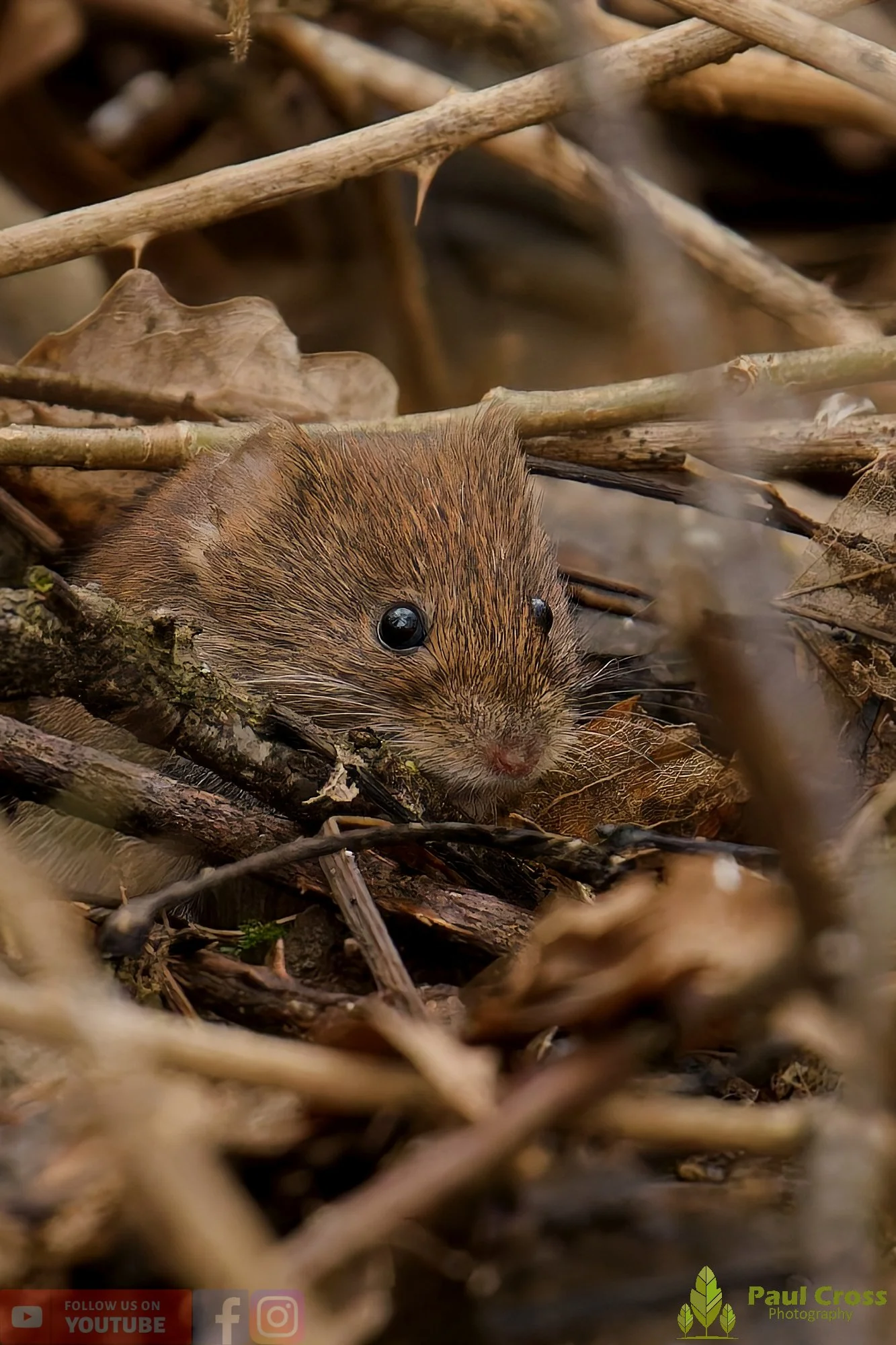 Bank Vole-00015.jpg