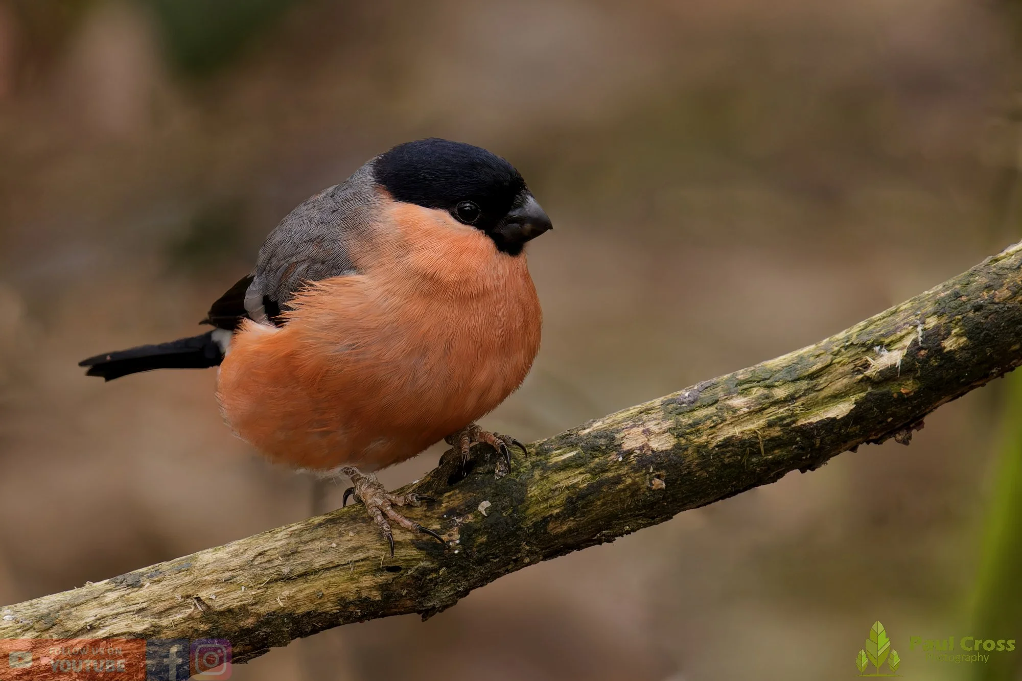Bullfinch-00094.jpg