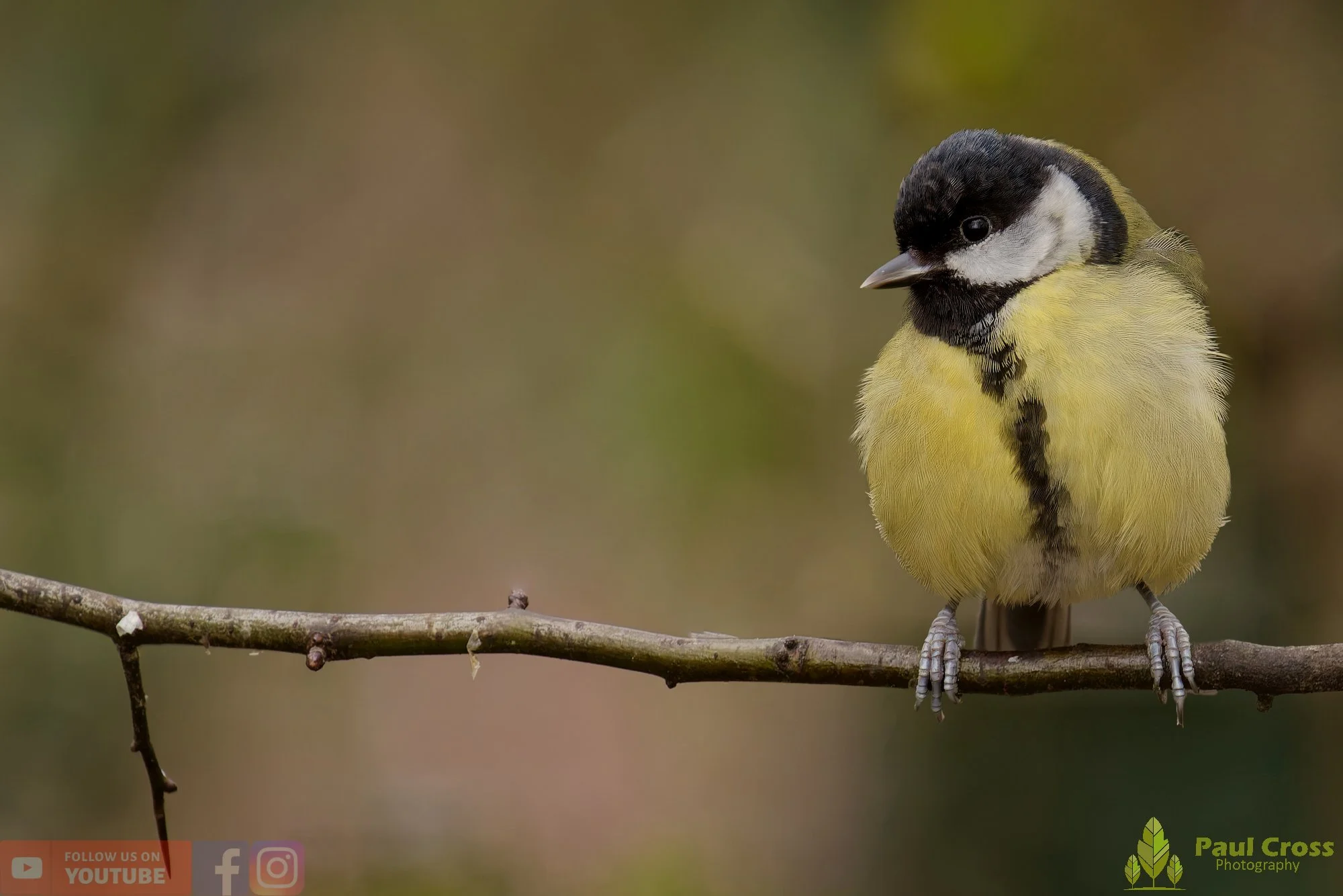 Great Tit-00345.jpg