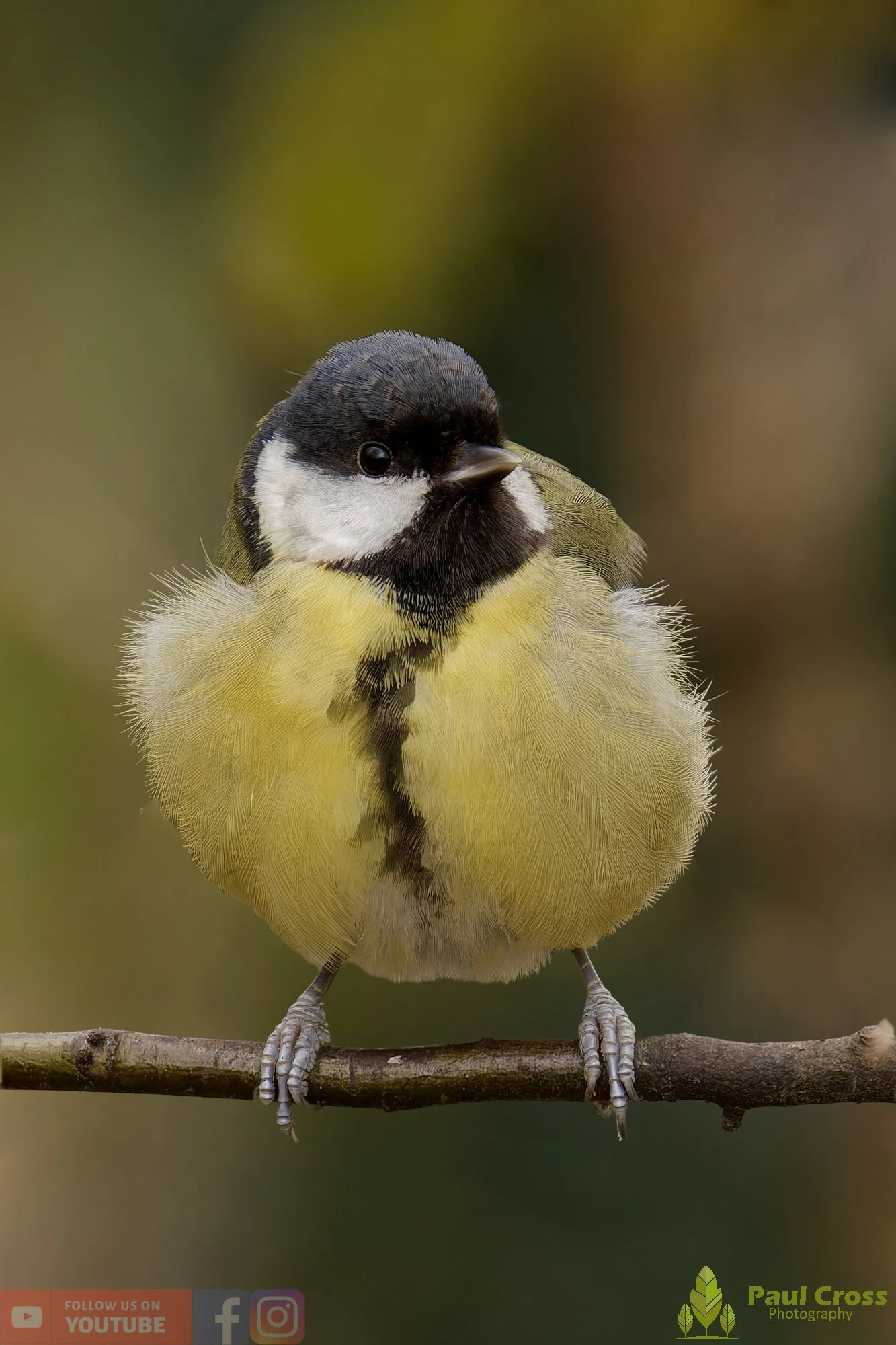 Great Tit-00346.jpg