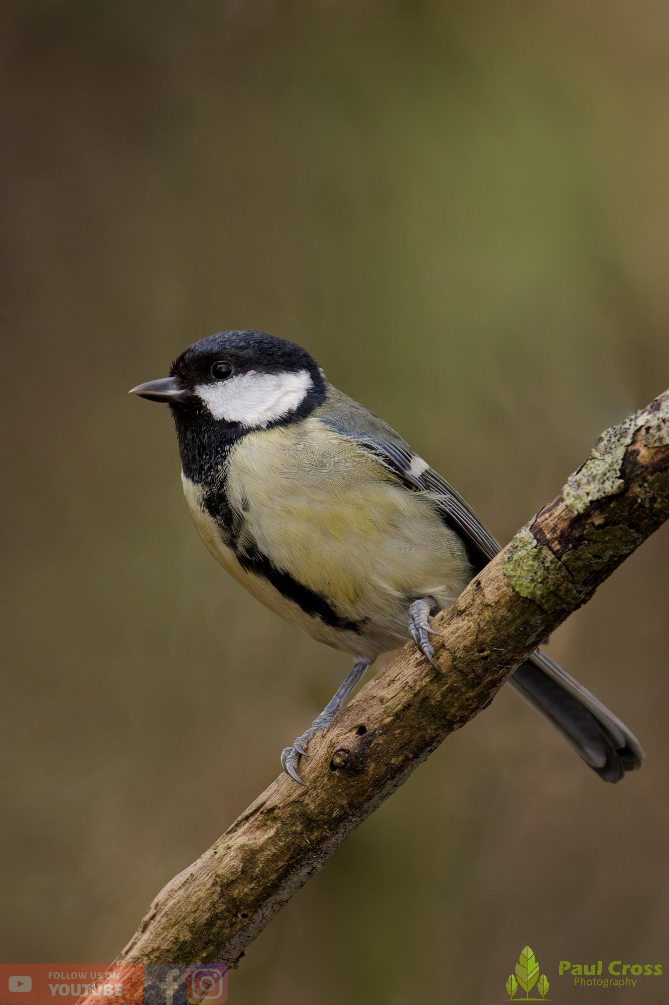 Great Tit-00347.jpg