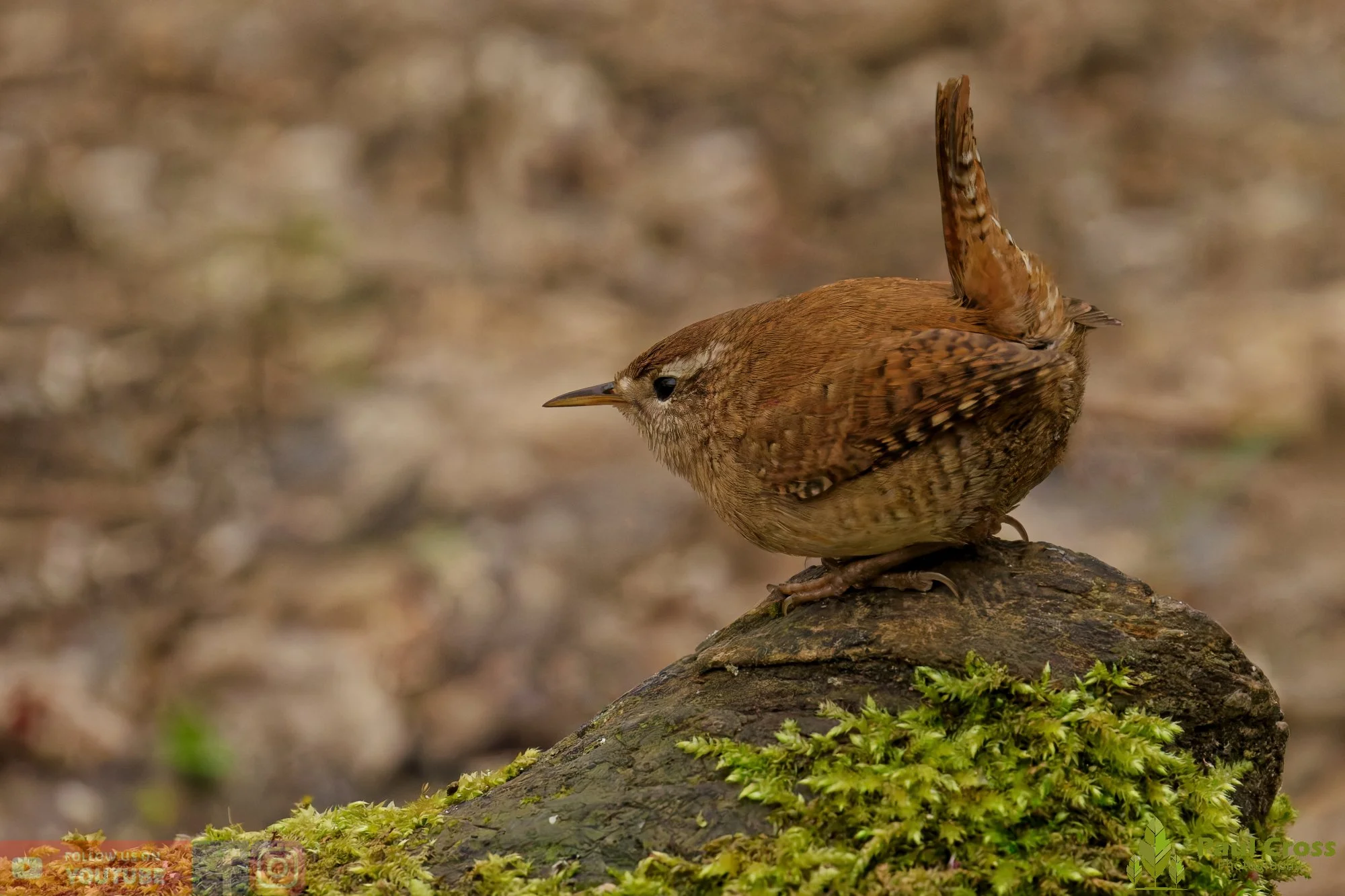 Wren-00541.jpg