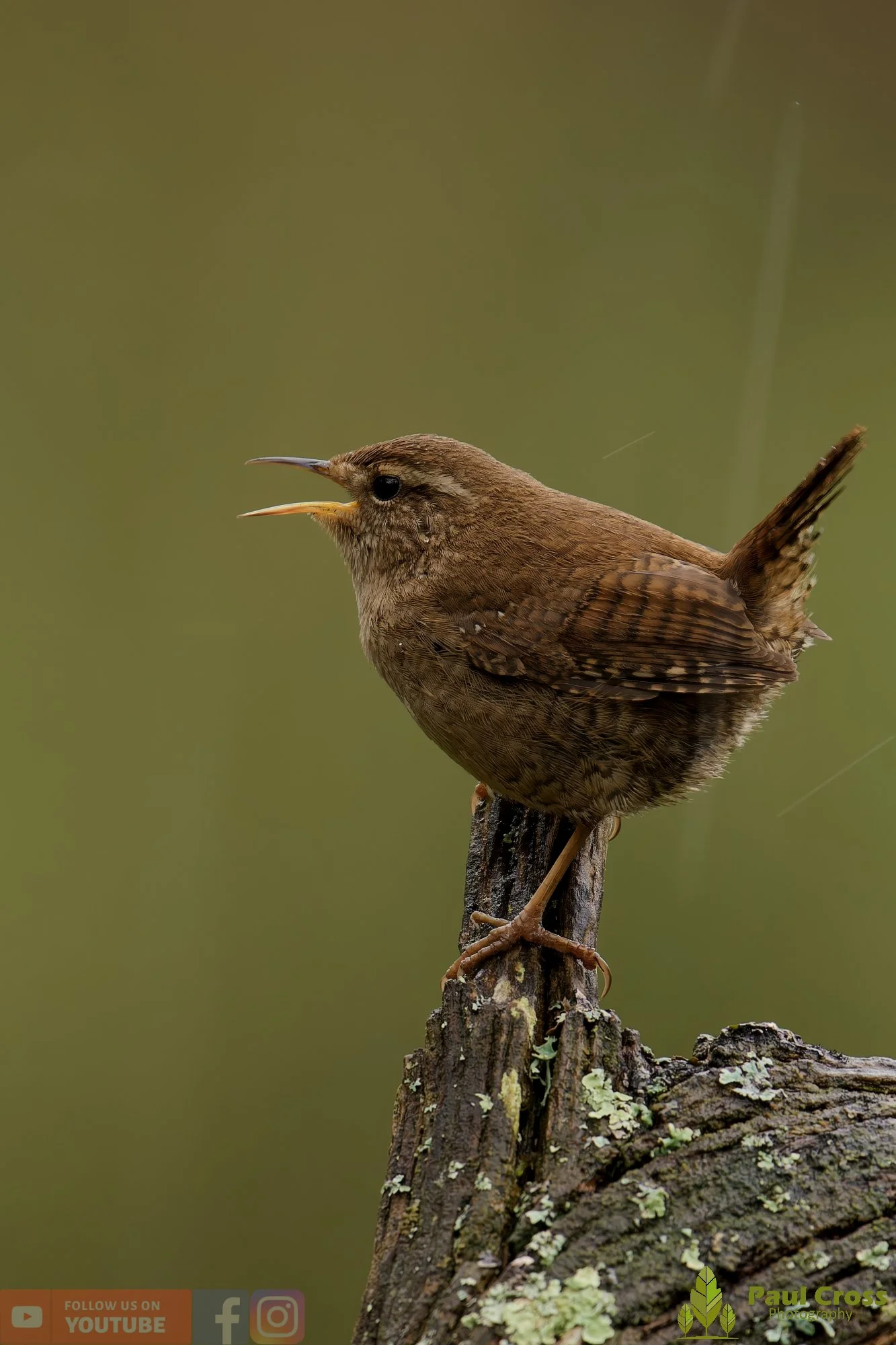 Wren-00542.jpg