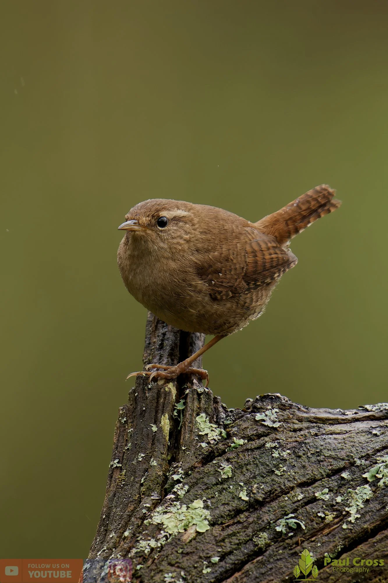 Wren-00546.jpg
