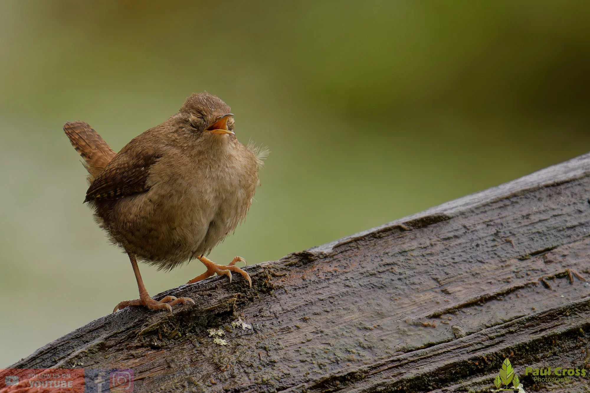 Wren-00548.jpg