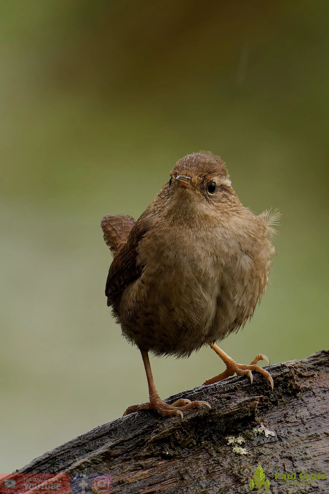 Wren-00549.jpg