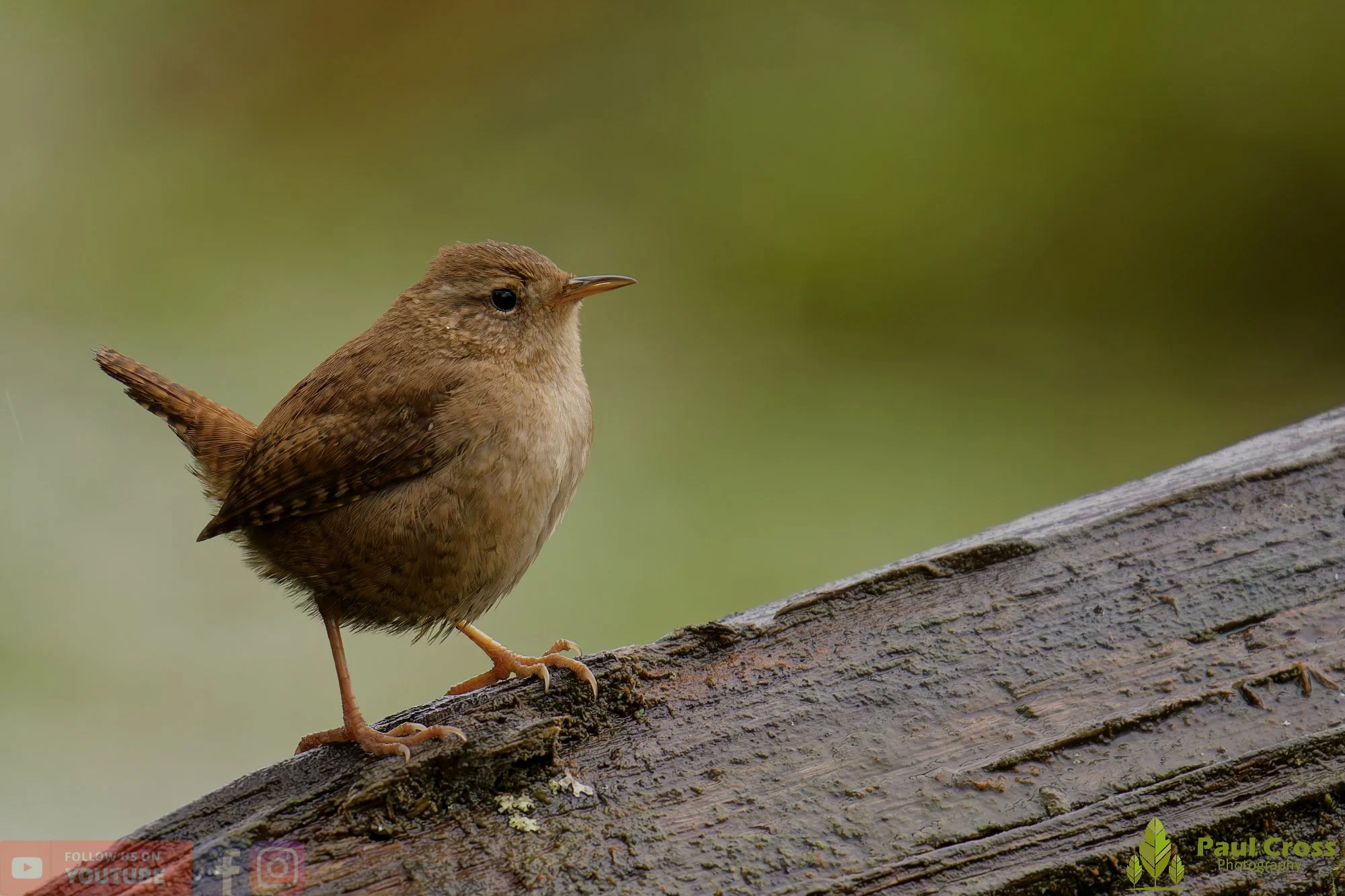 Wren-00550.jpg