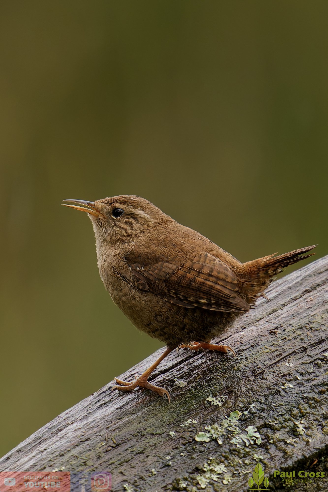 Wren-00551.jpg
