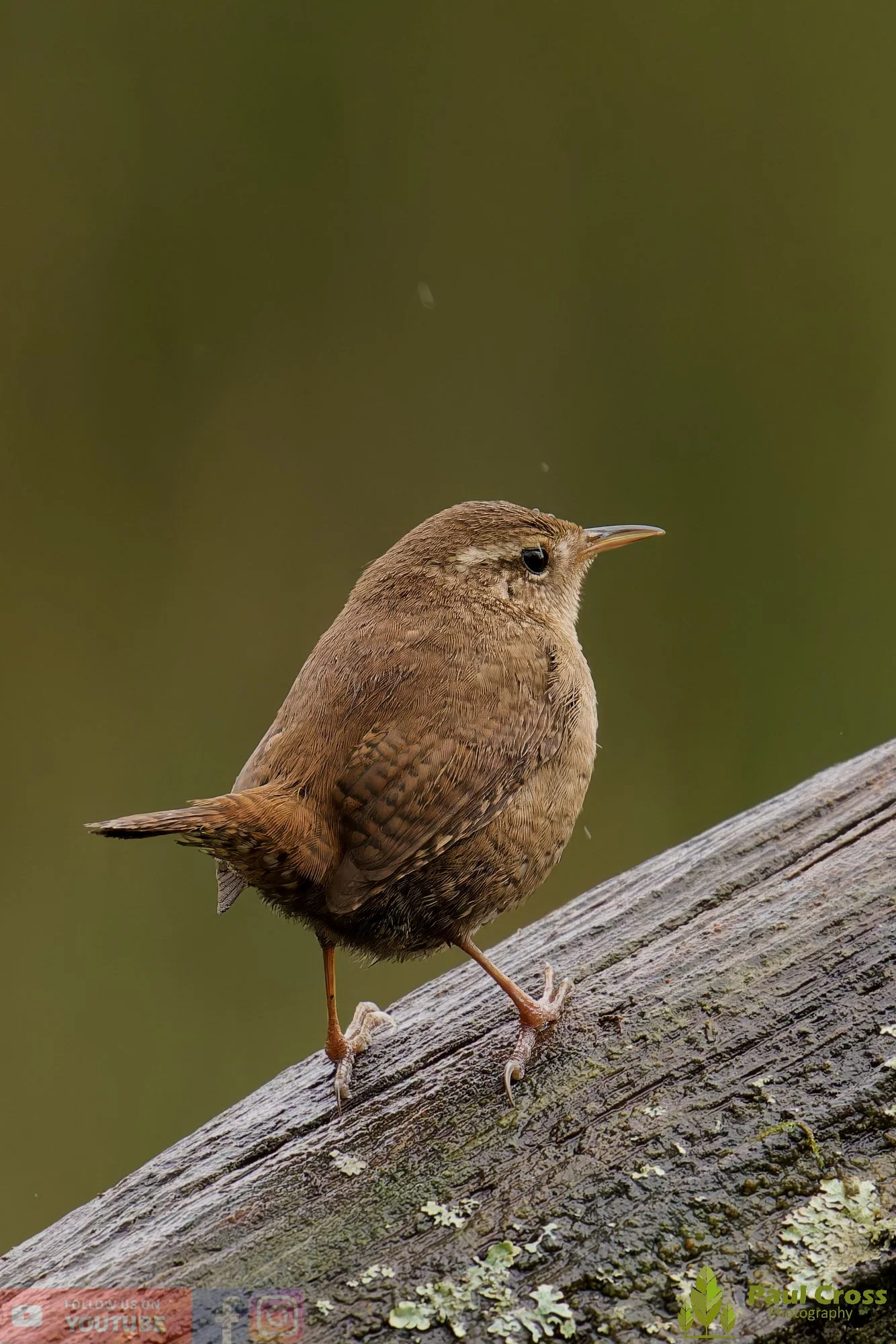 Wren-00554.jpg