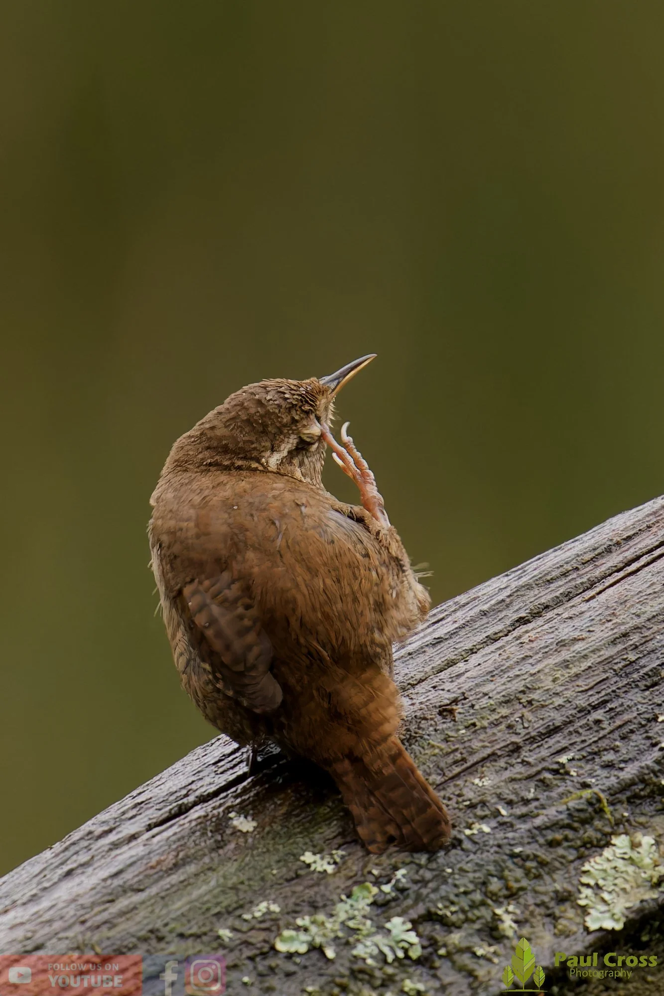 Wren-00555.jpg