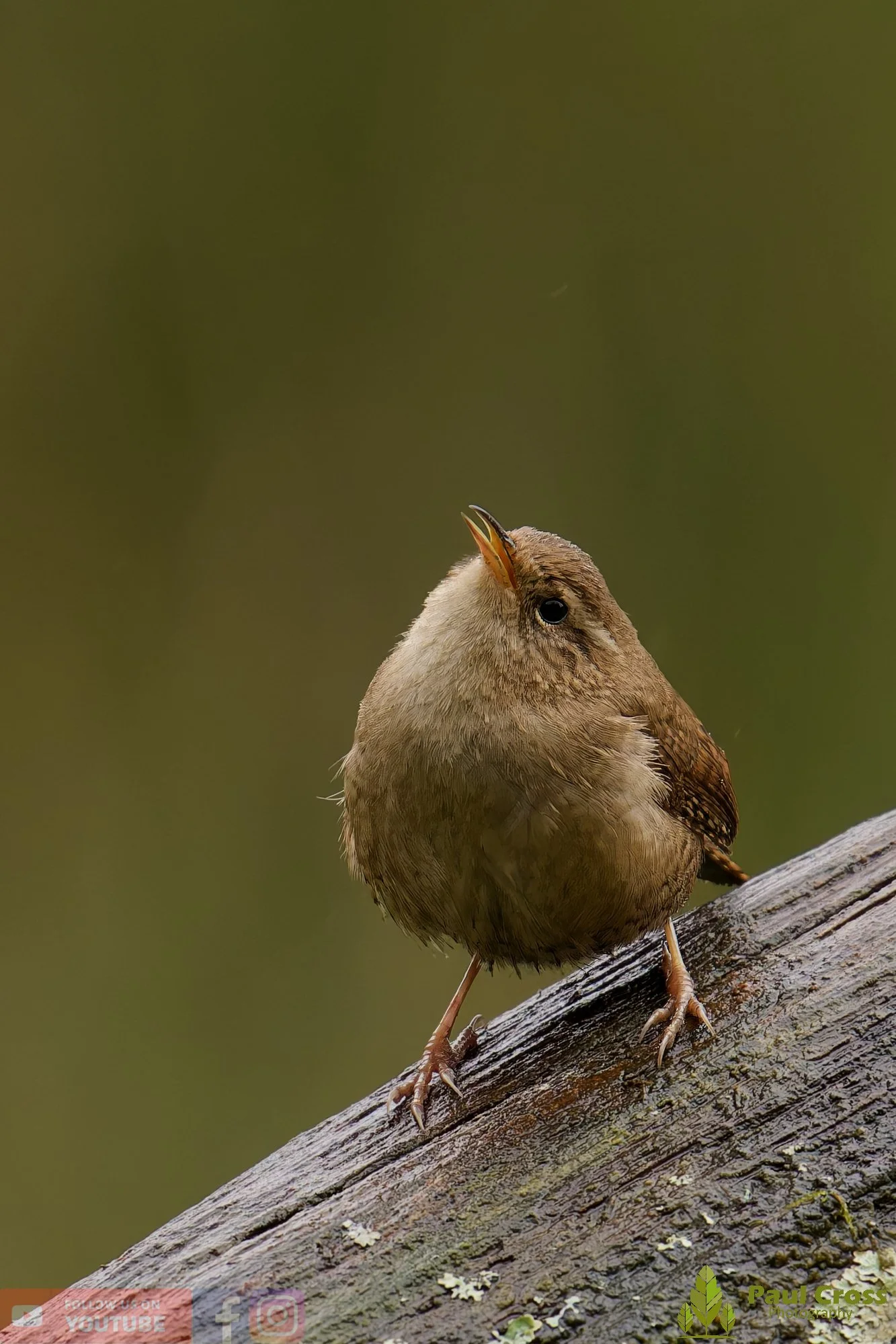 Wren-00558.jpg