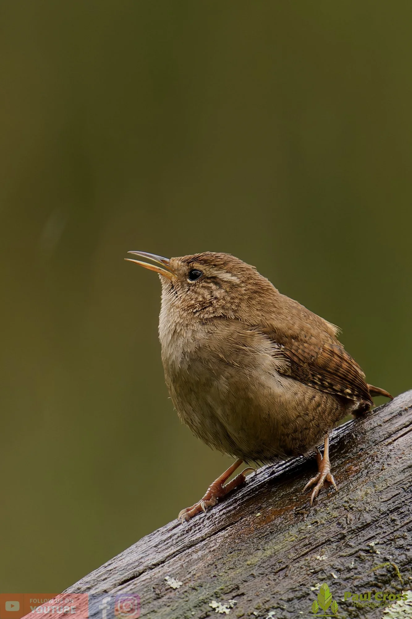 Wren-00559.jpg