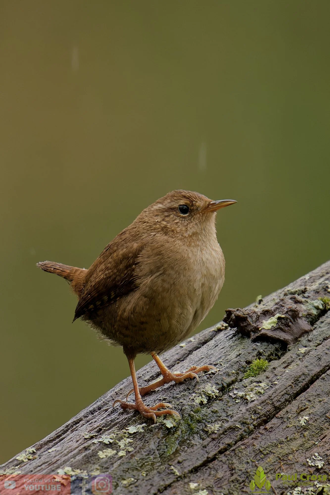 Wren-00560.jpg