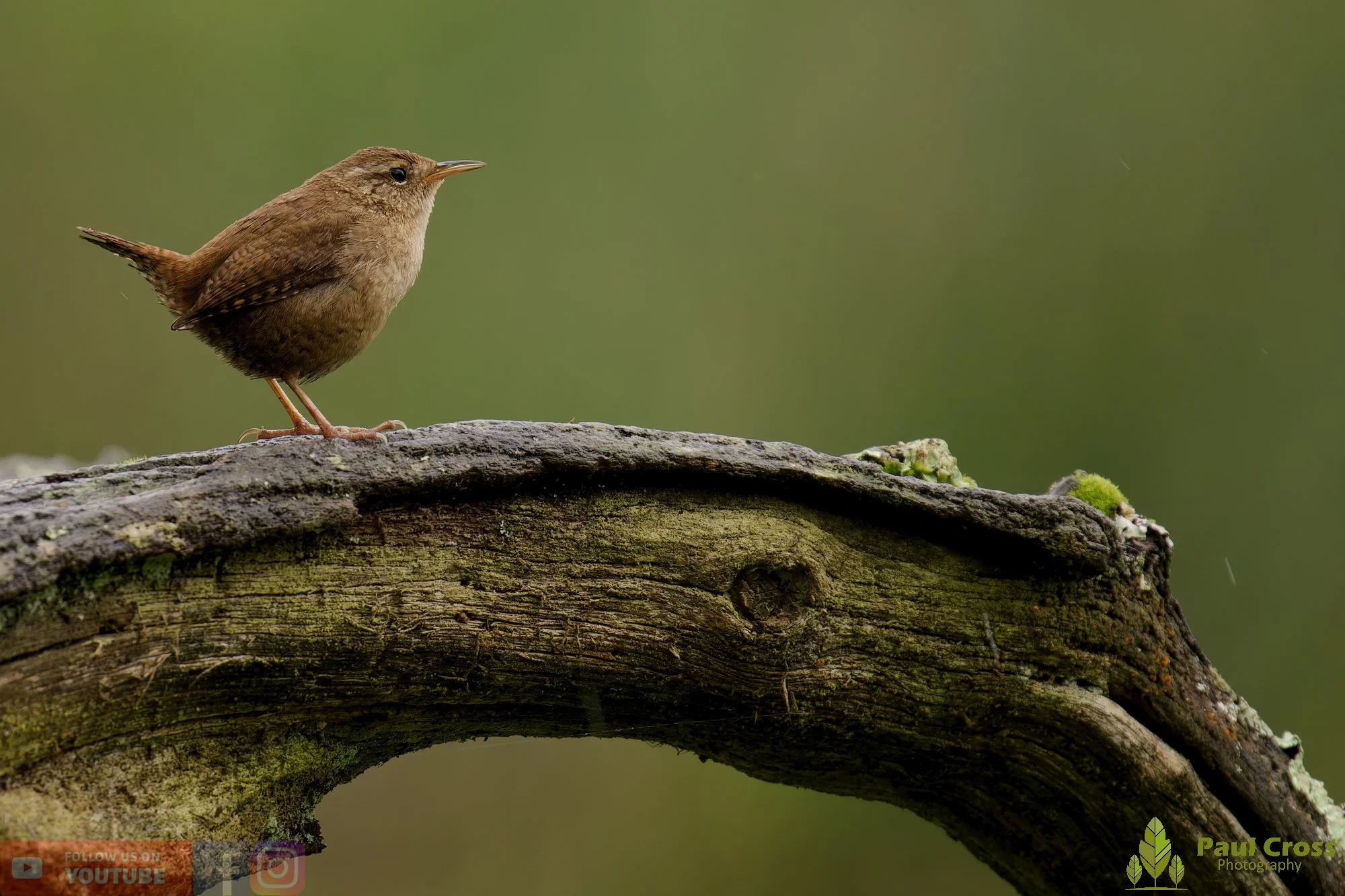 Wren-00561.jpg