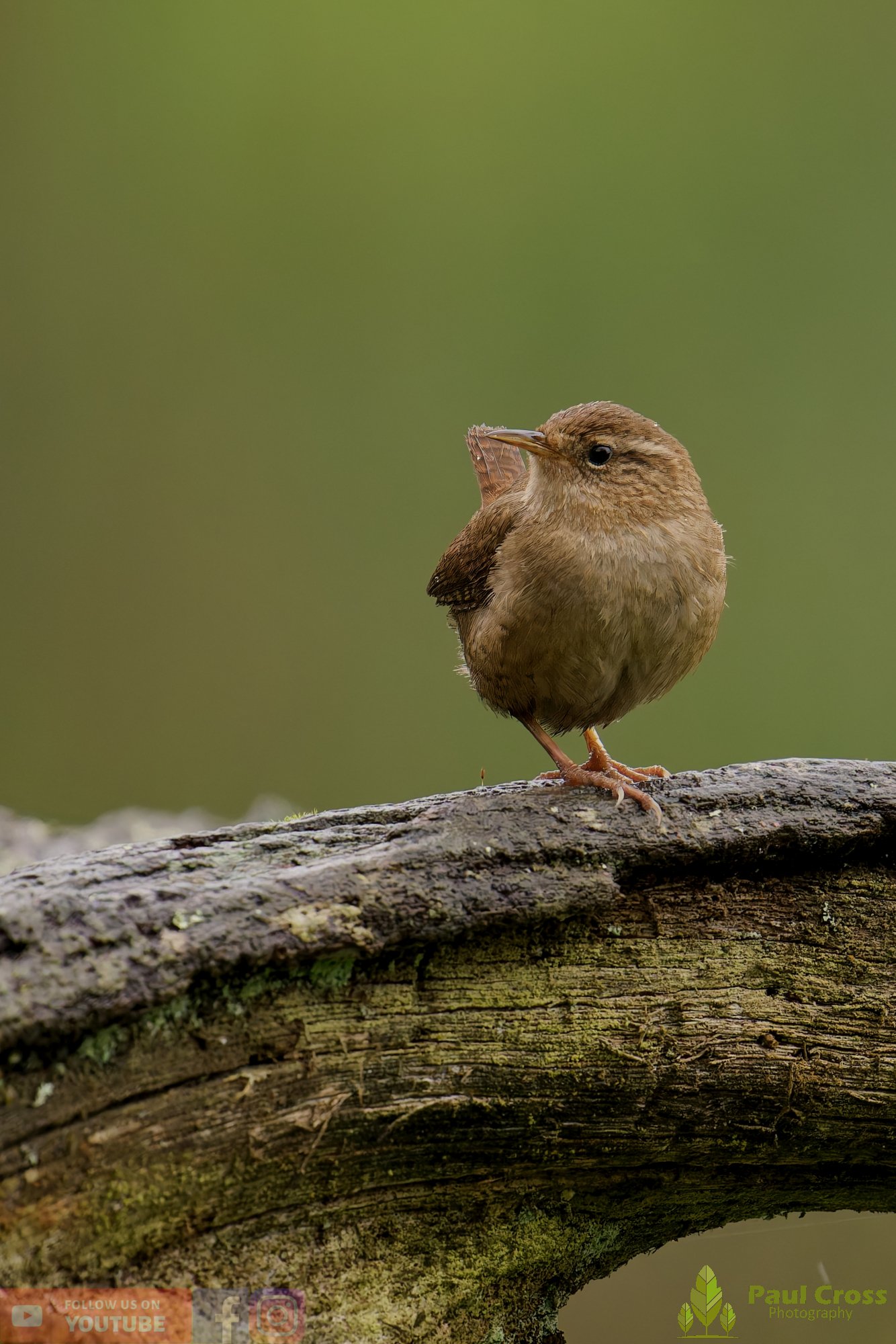 Wren-00563.jpg