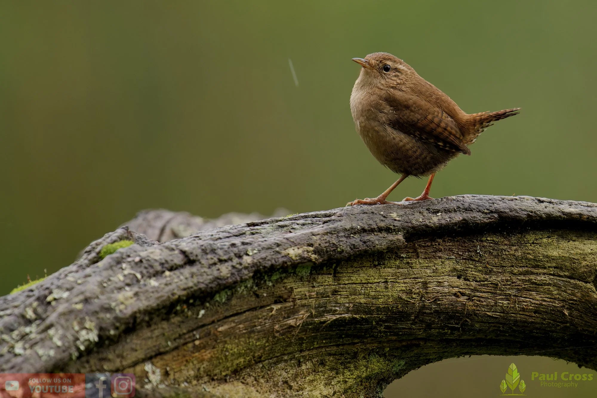 Wren-00564.jpg