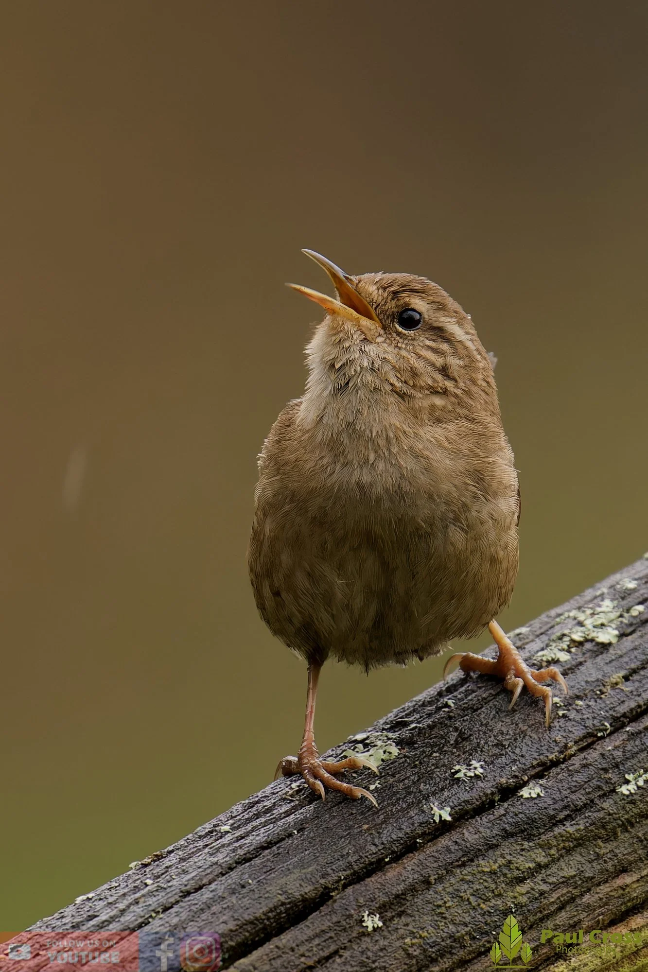 Wren-00566.jpg