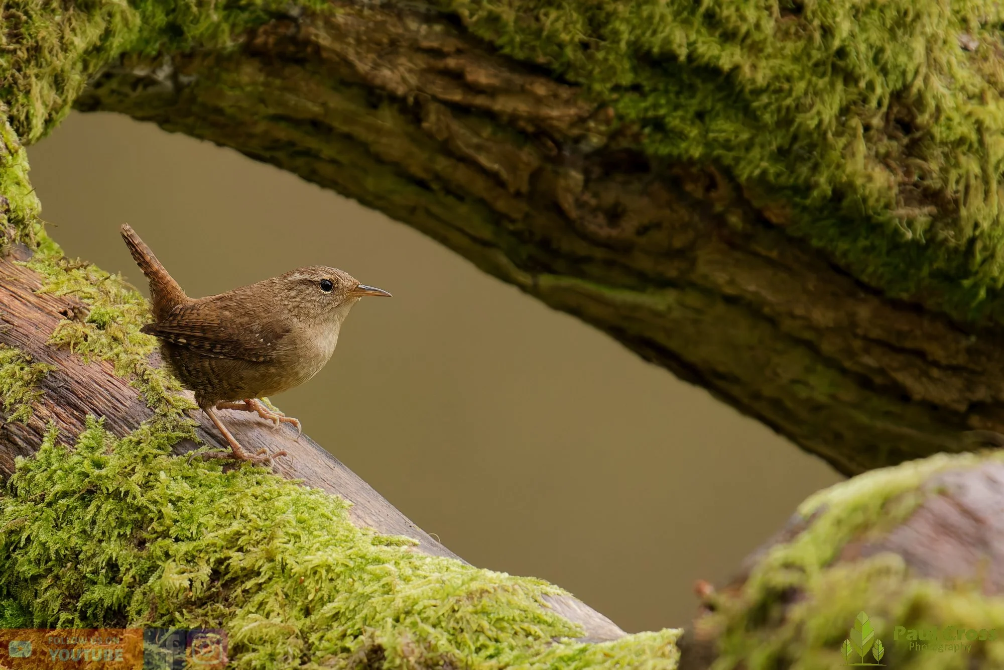 Wren-00570.jpg