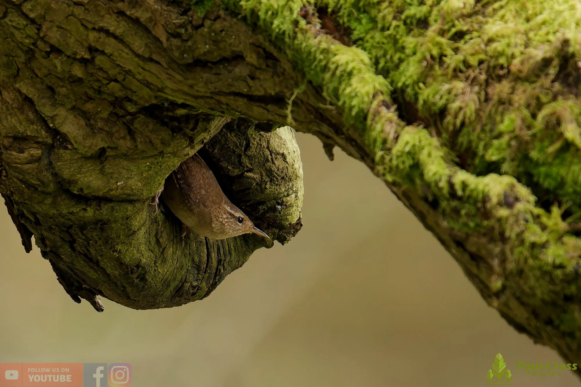 Wren-00573.jpg