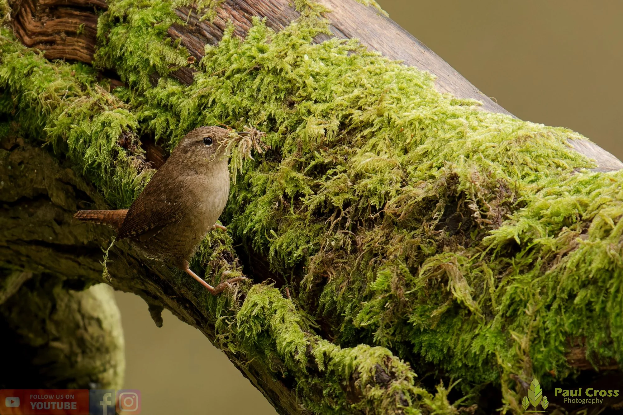 Wren-00574.jpg