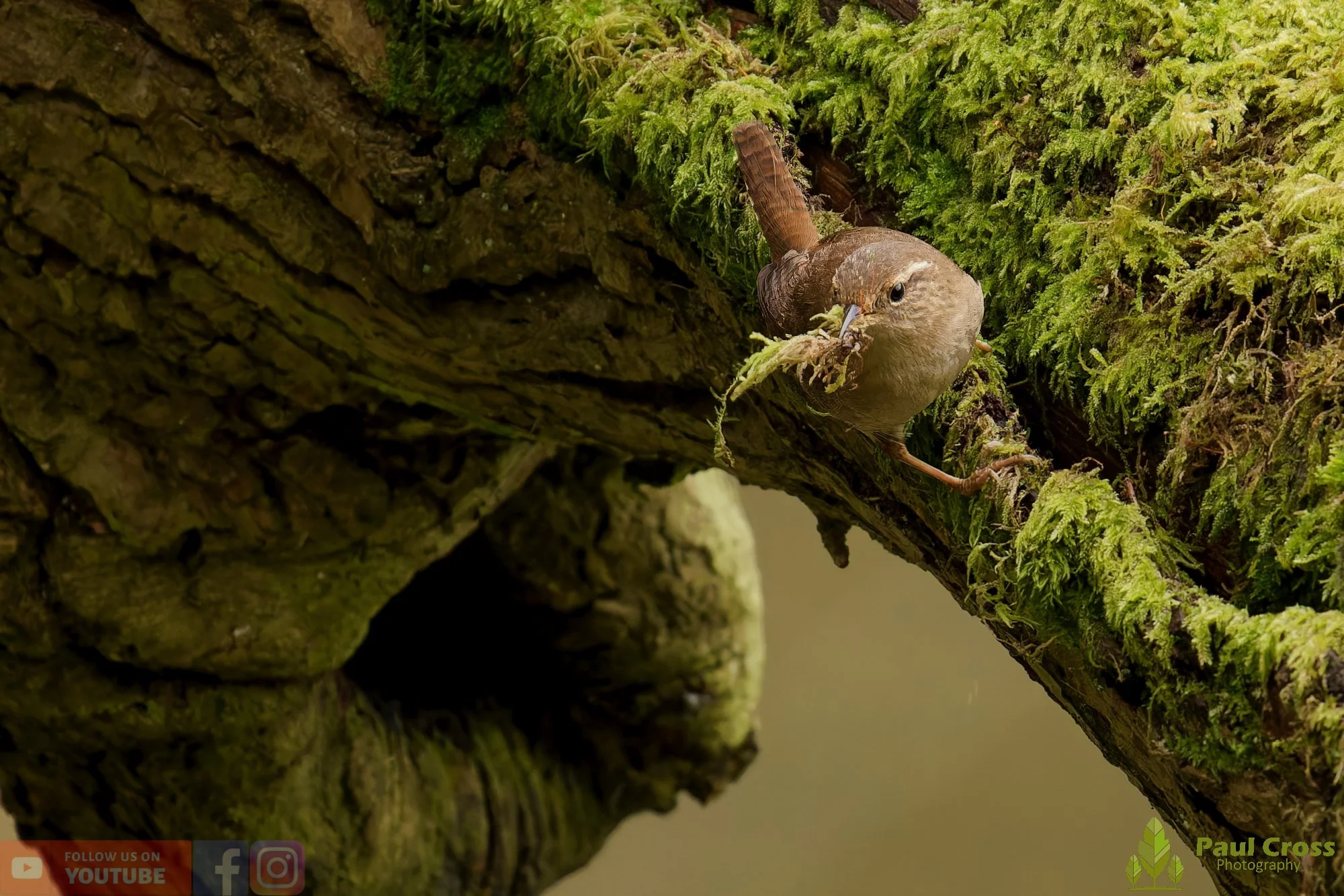 Wren-00575.jpg