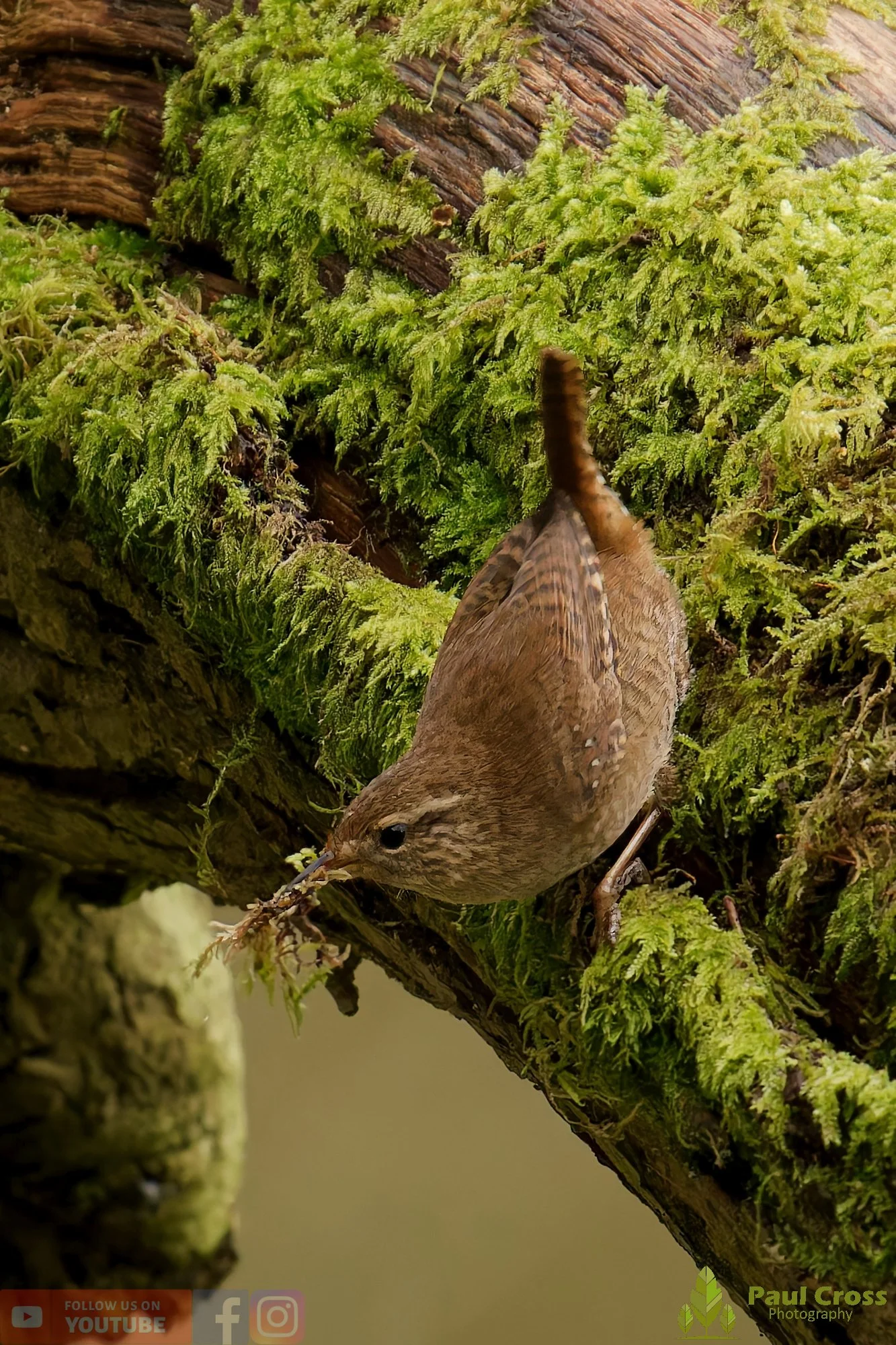 Wren-00576.jpg