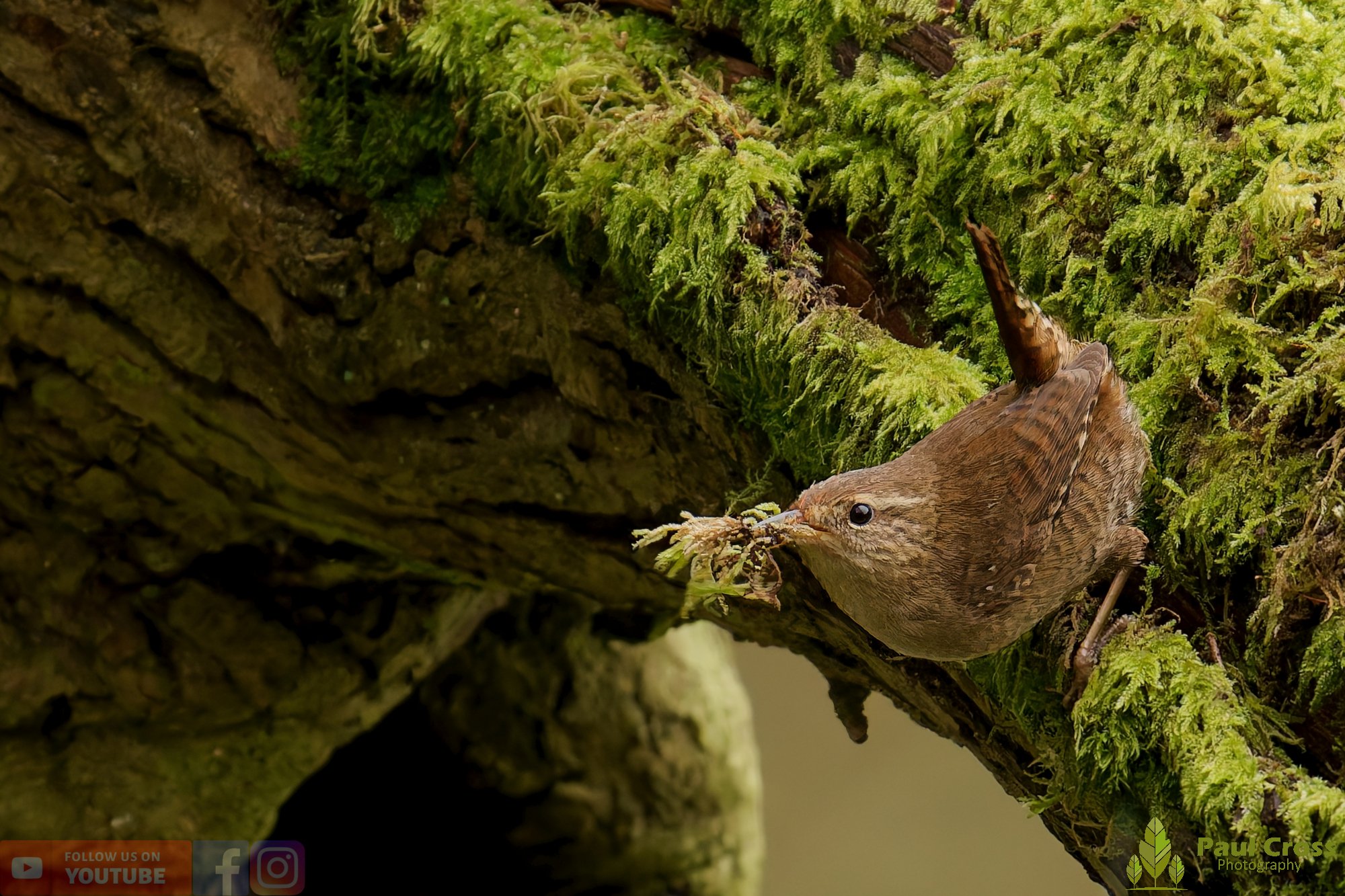 Wren-00578.jpg