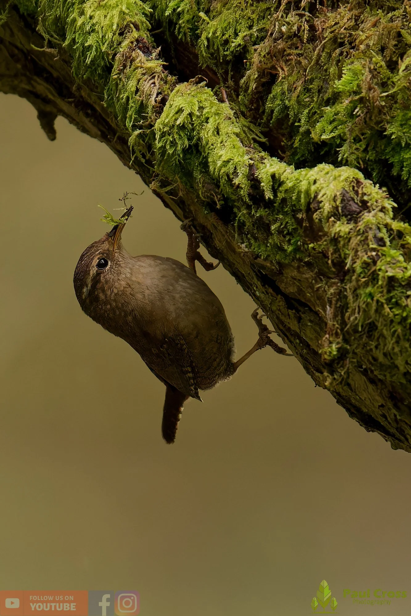 Wren-00579.jpg