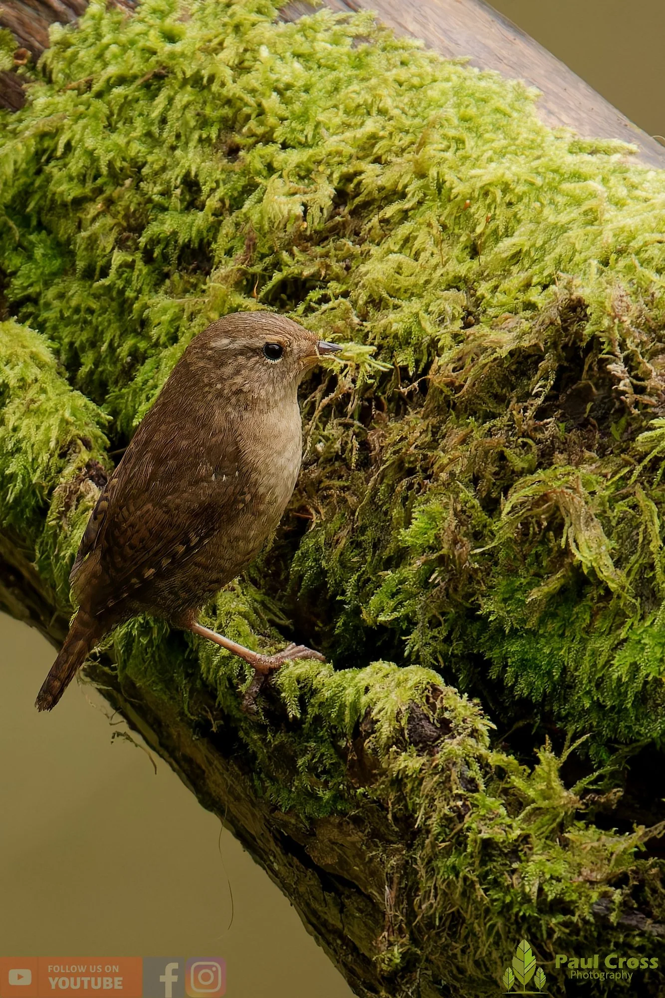 Wren-00580.jpg