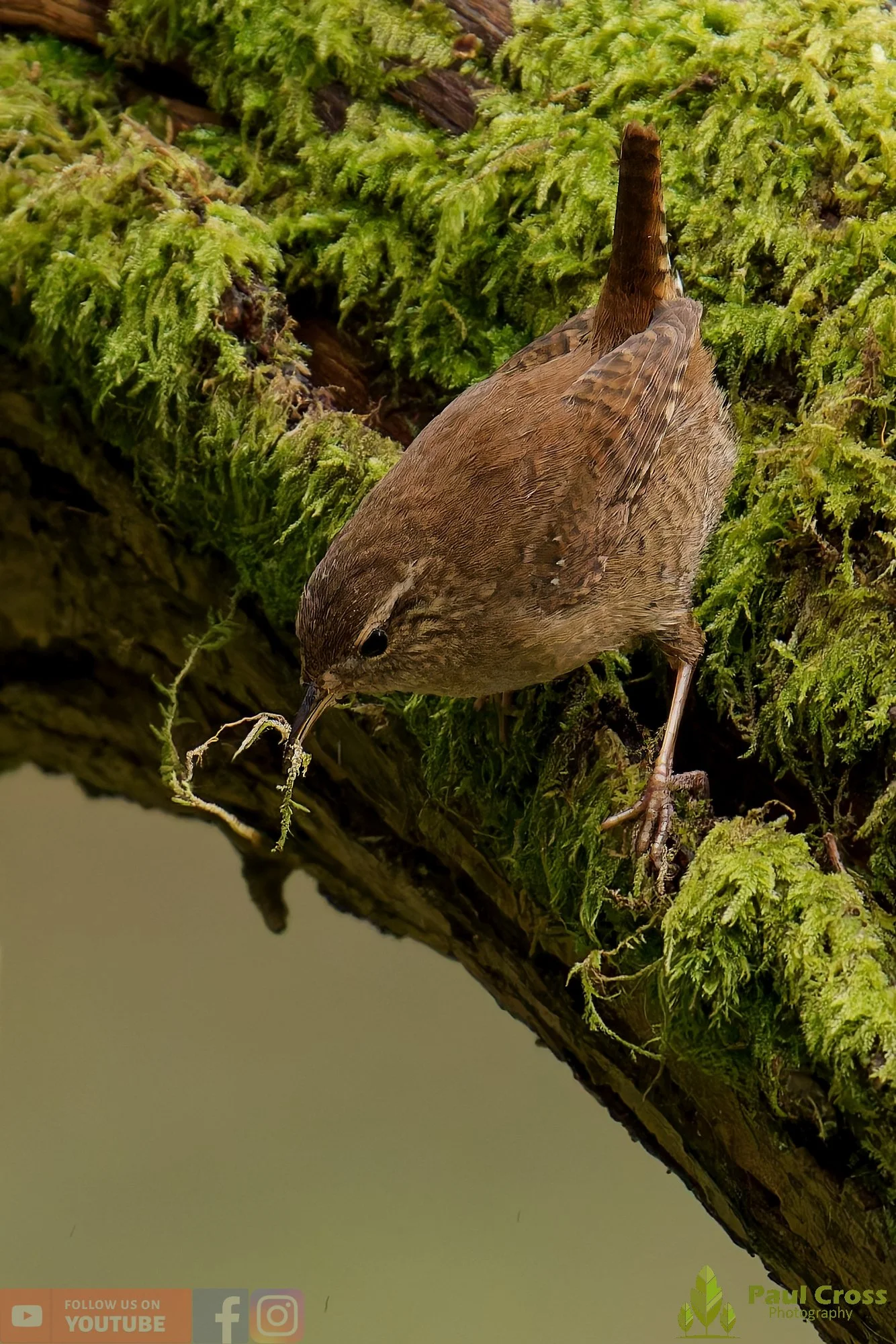 Wren-00581.jpg