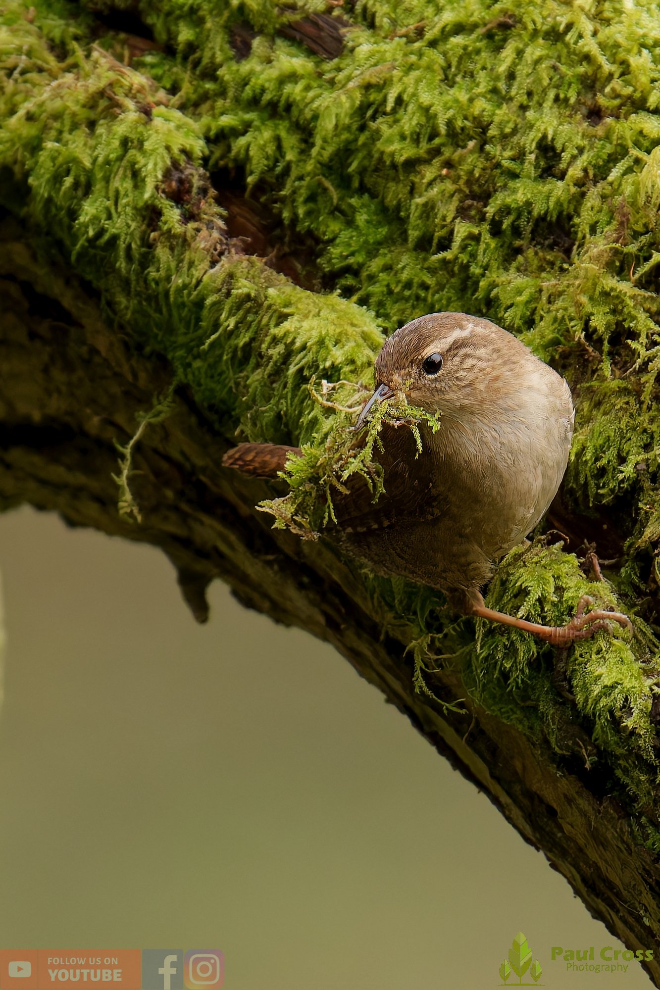Wren-00582.jpg