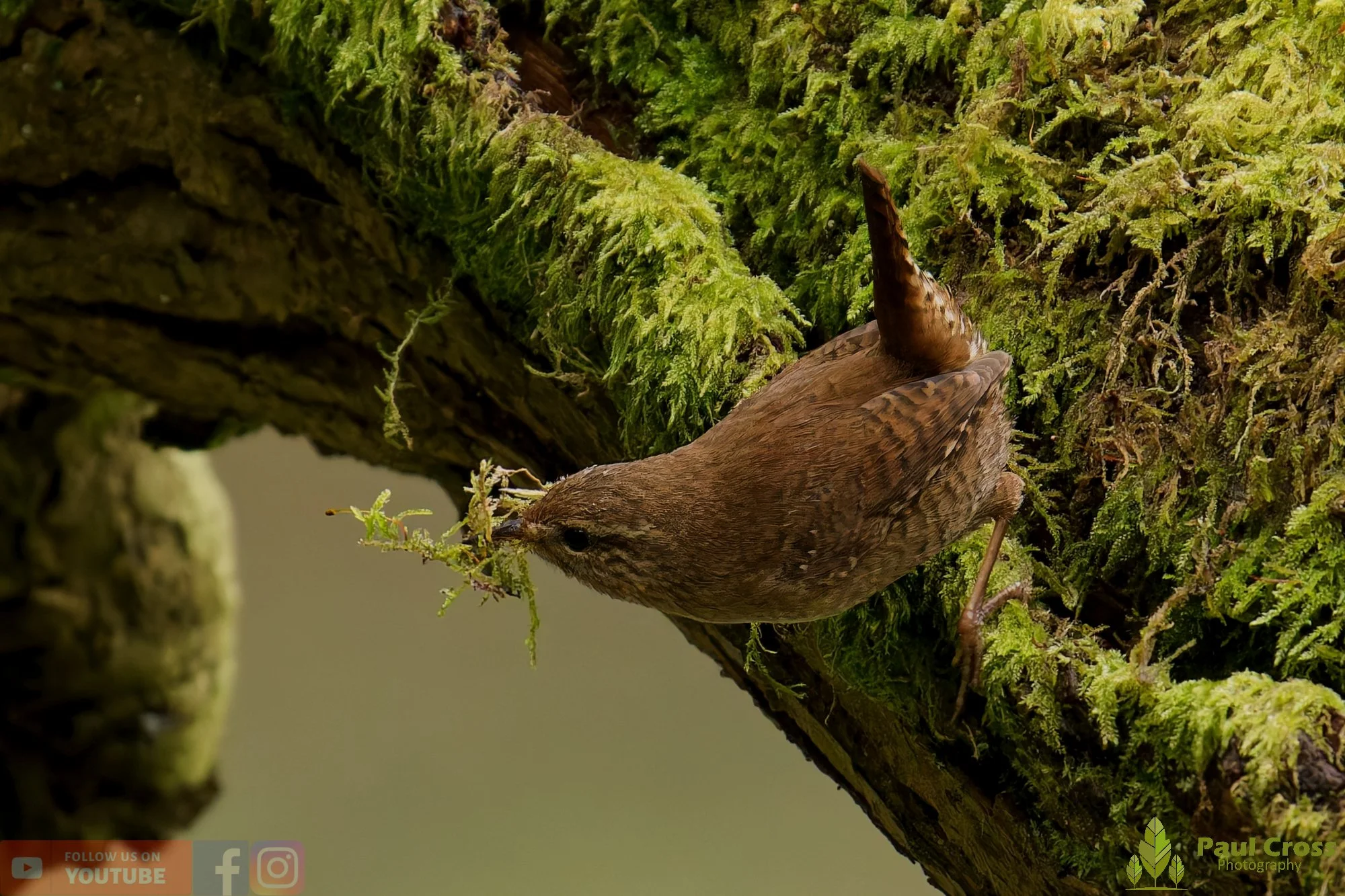 Wren-00583.jpg