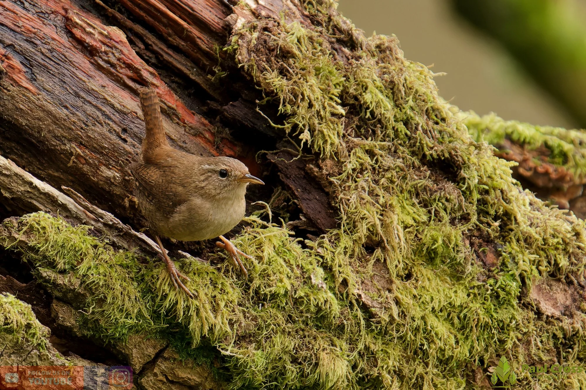Wren-00584.jpg