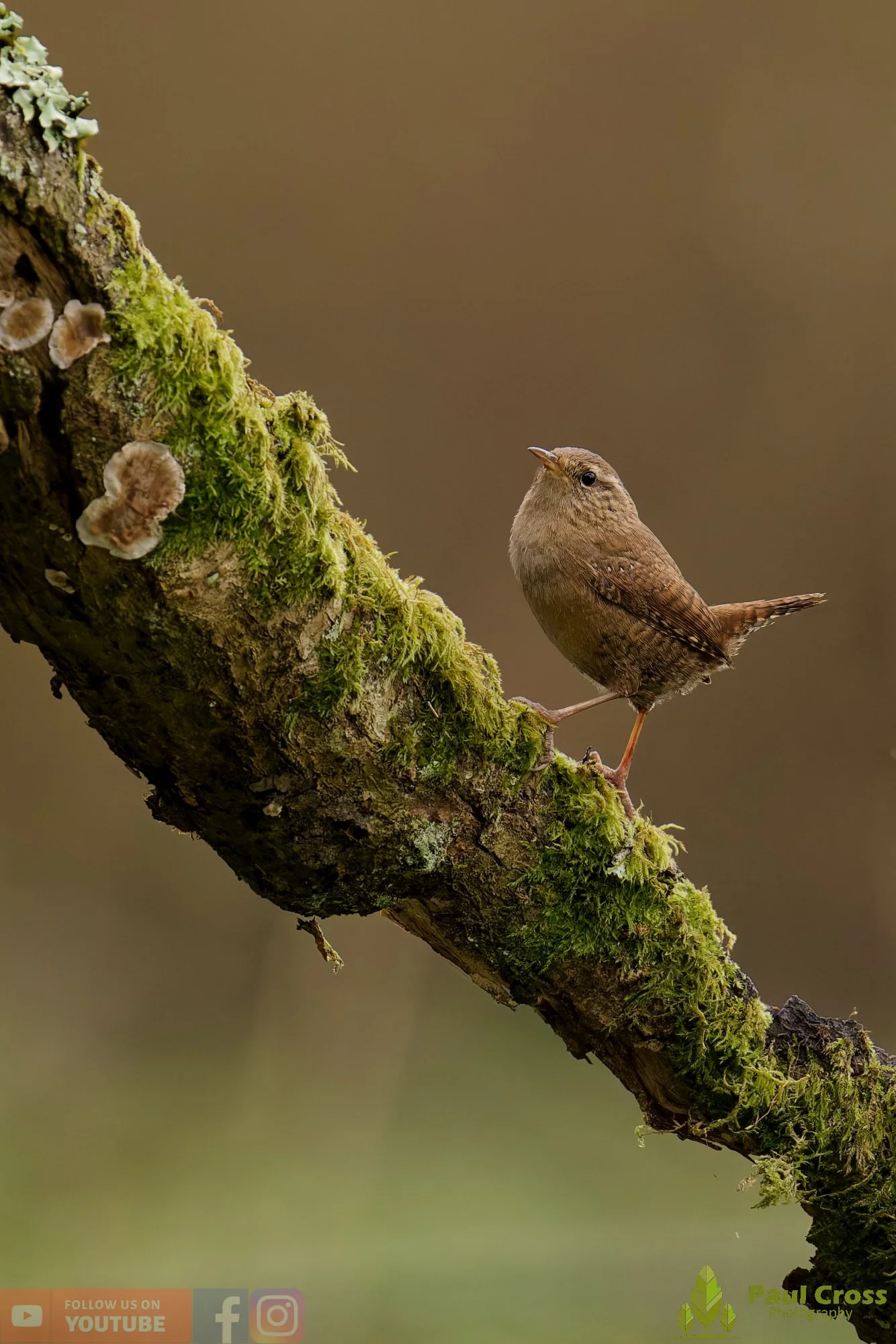 Wren-00586.jpg