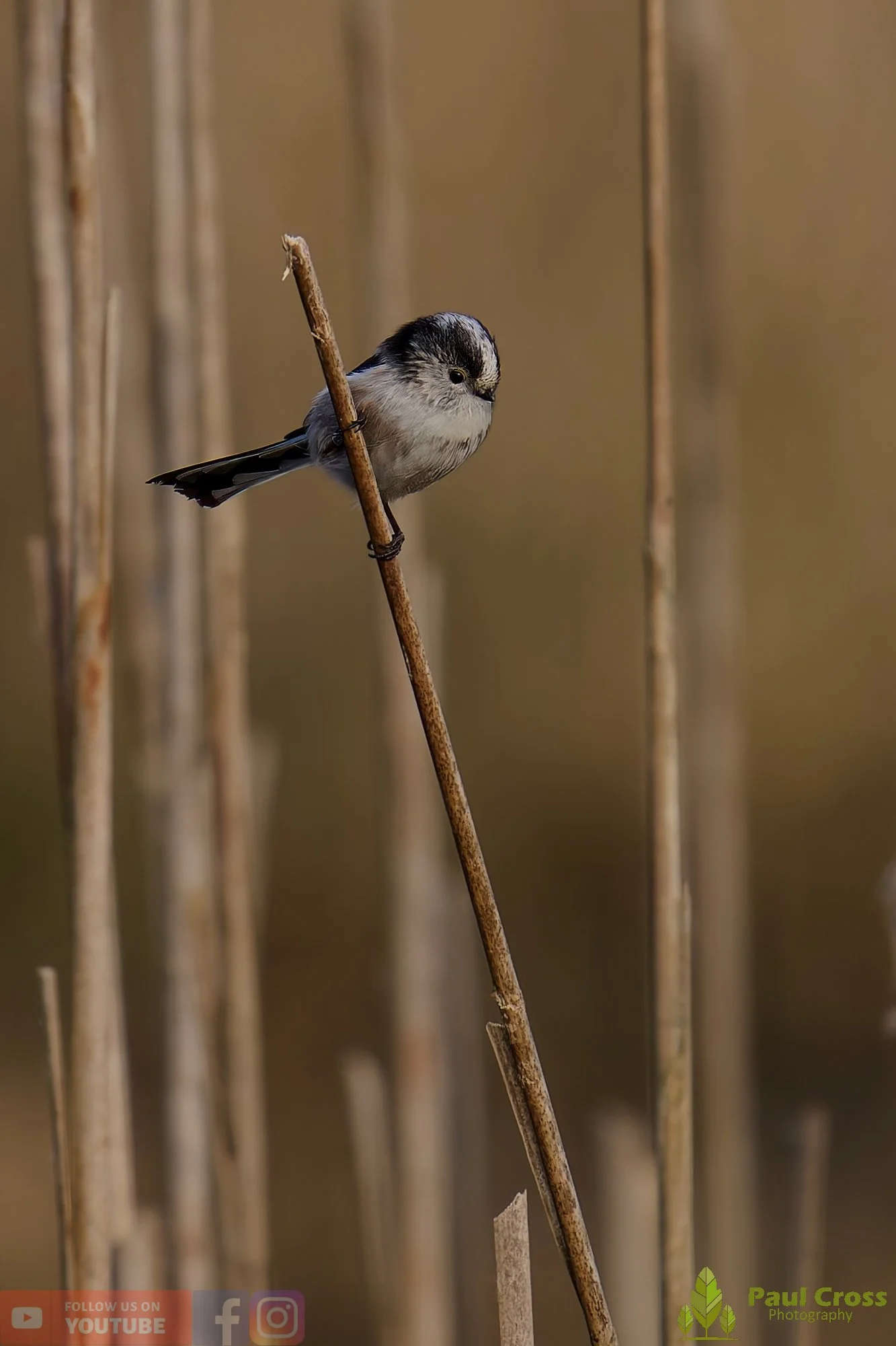 Long Tailed Tit-00363.jpg