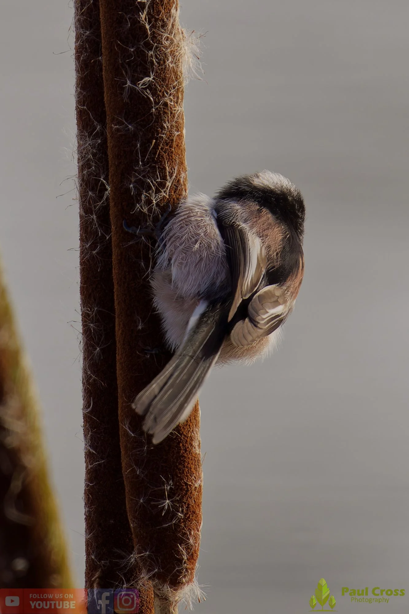 Long Tailed Tit-00365.jpg