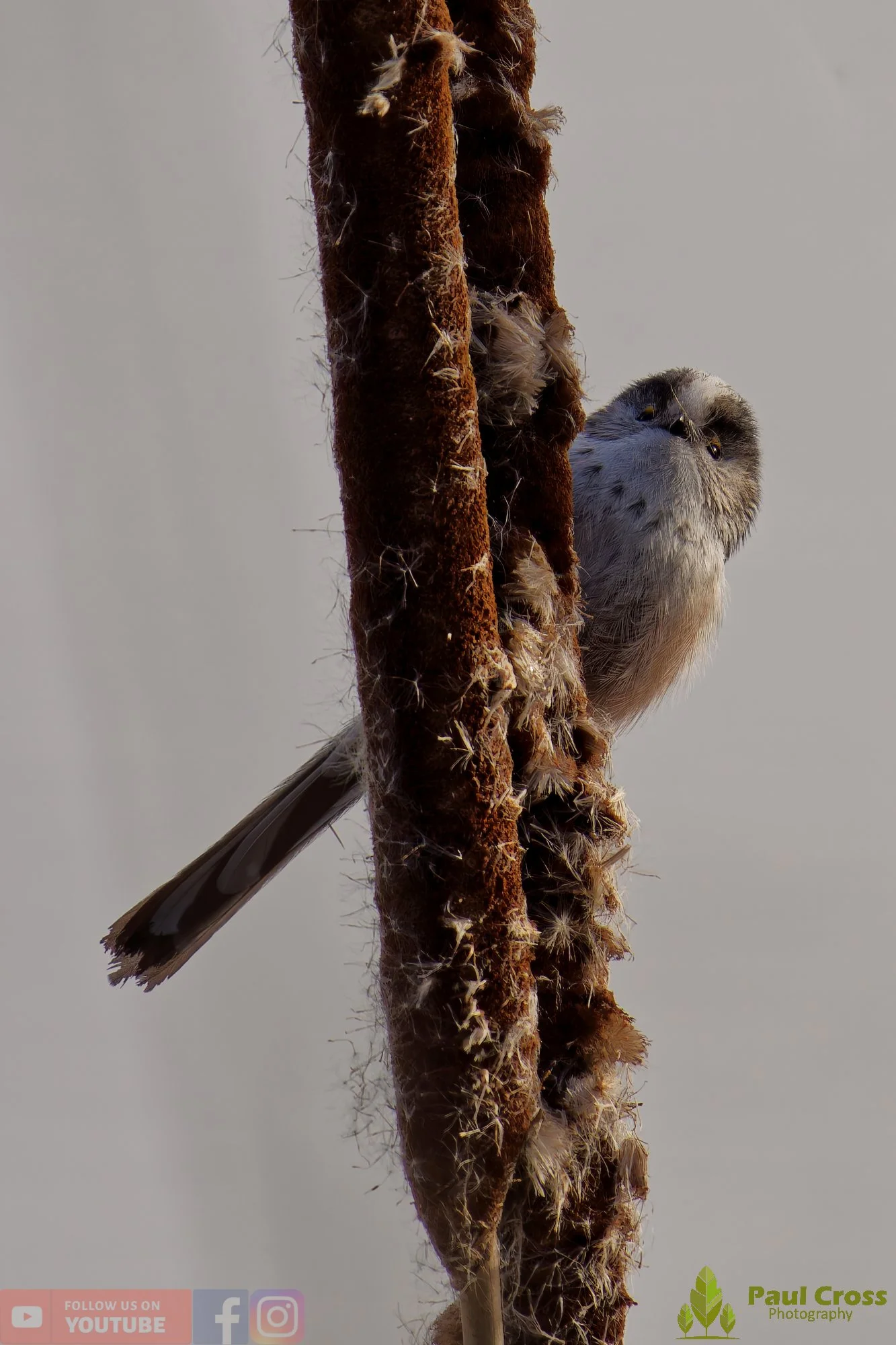 Long Tailed Tit-00366.jpg