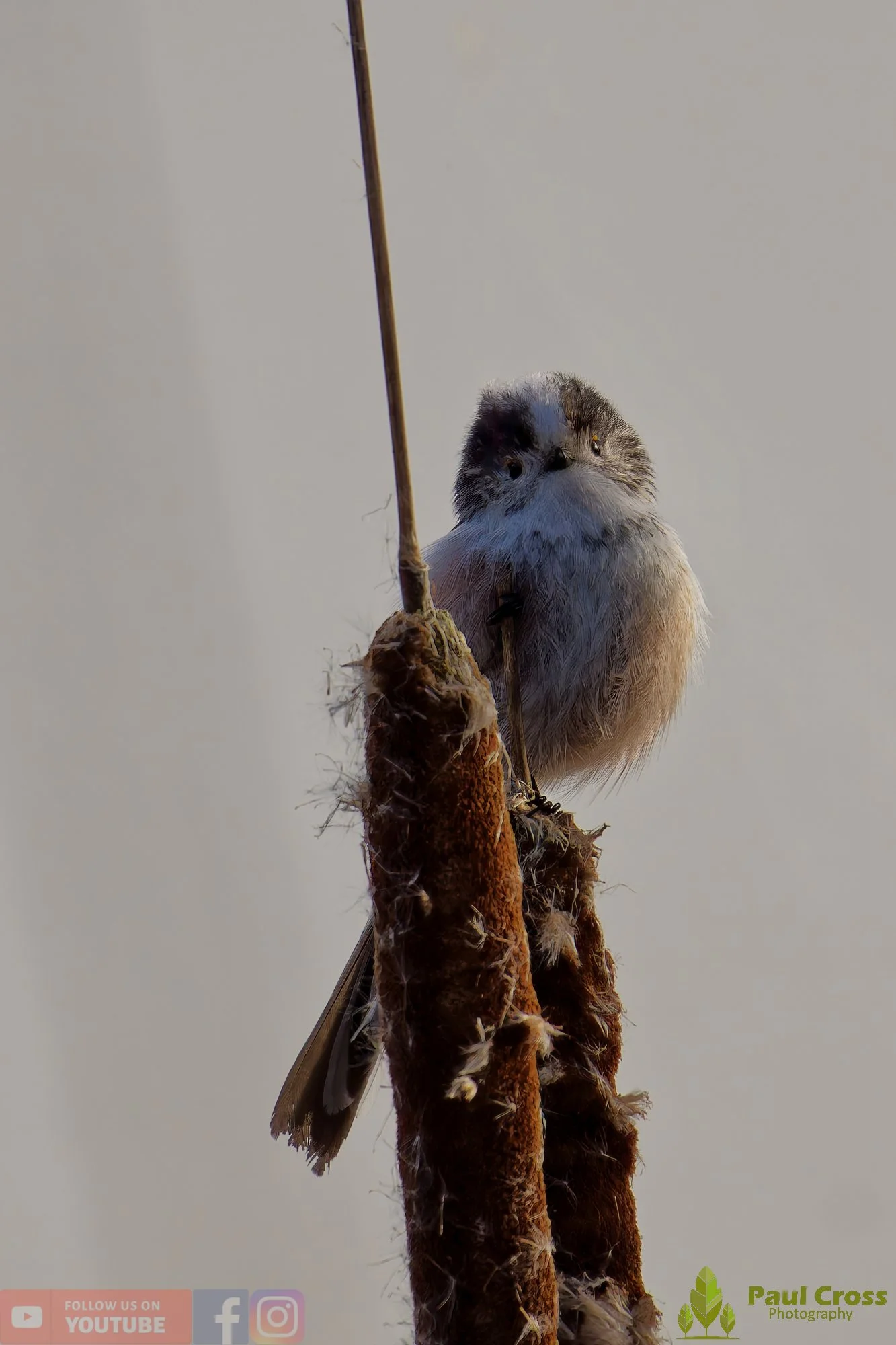 Long Tailed Tit-00367.jpg