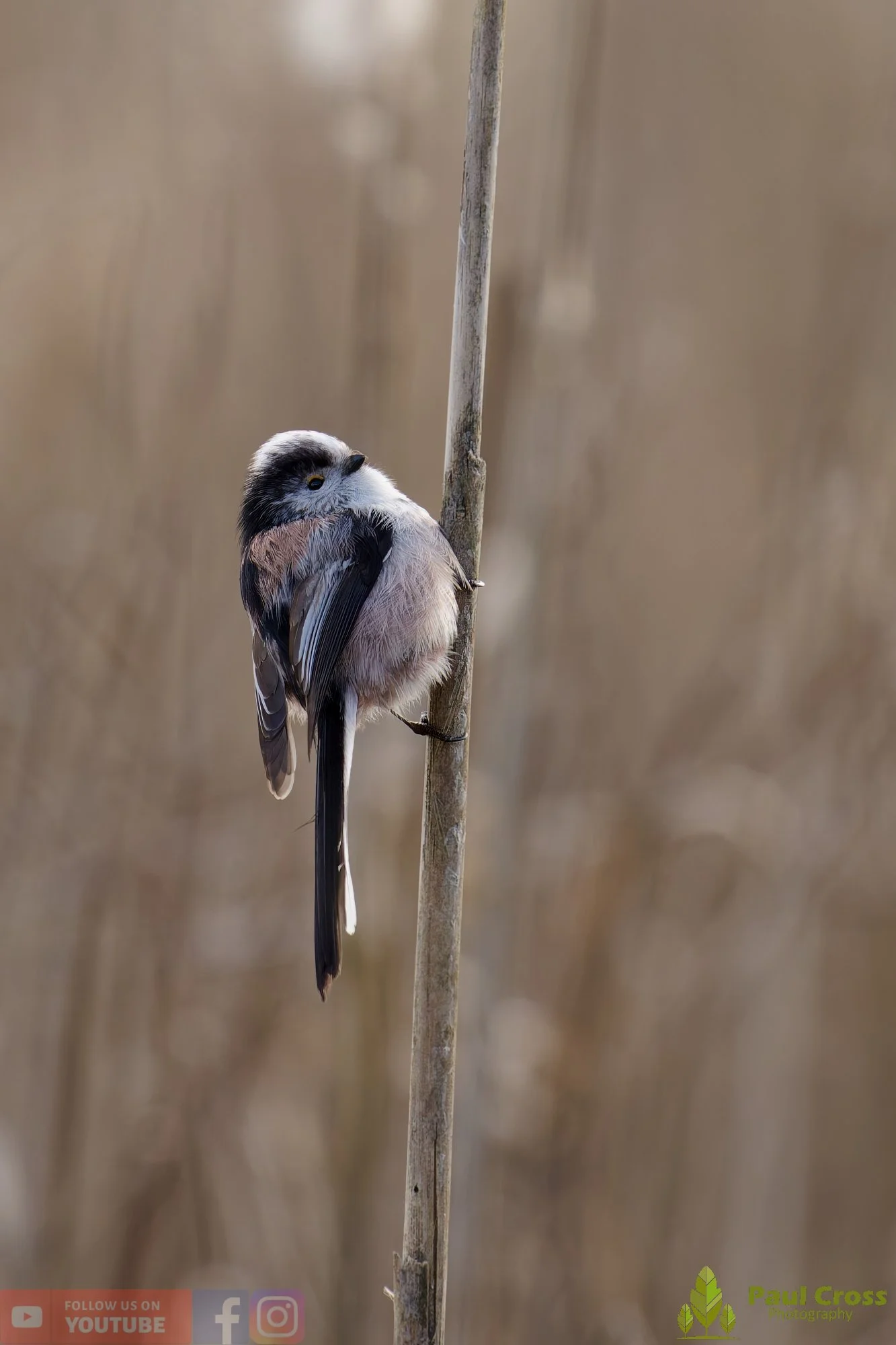Long Tailed Tit-00368.jpg