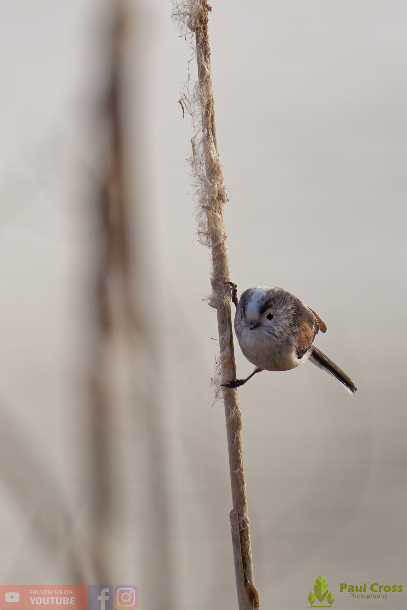 Long Tailed Tit-00369.jpg