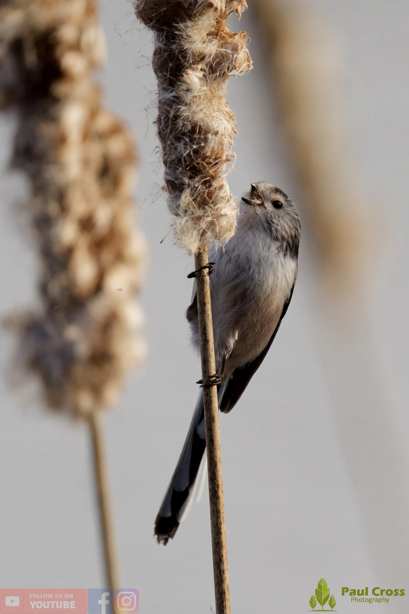 Long Tailed Tit-00371.jpg