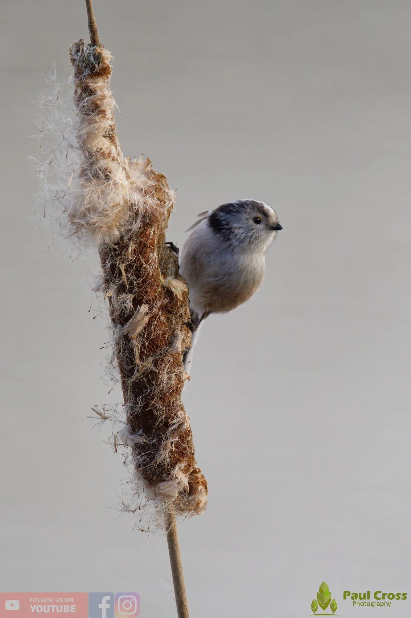 Long Tailed Tit-00372.jpg