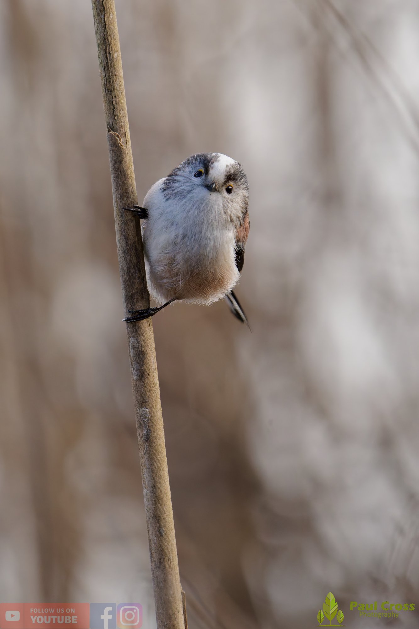 Long Tailed Tit-00374.jpg