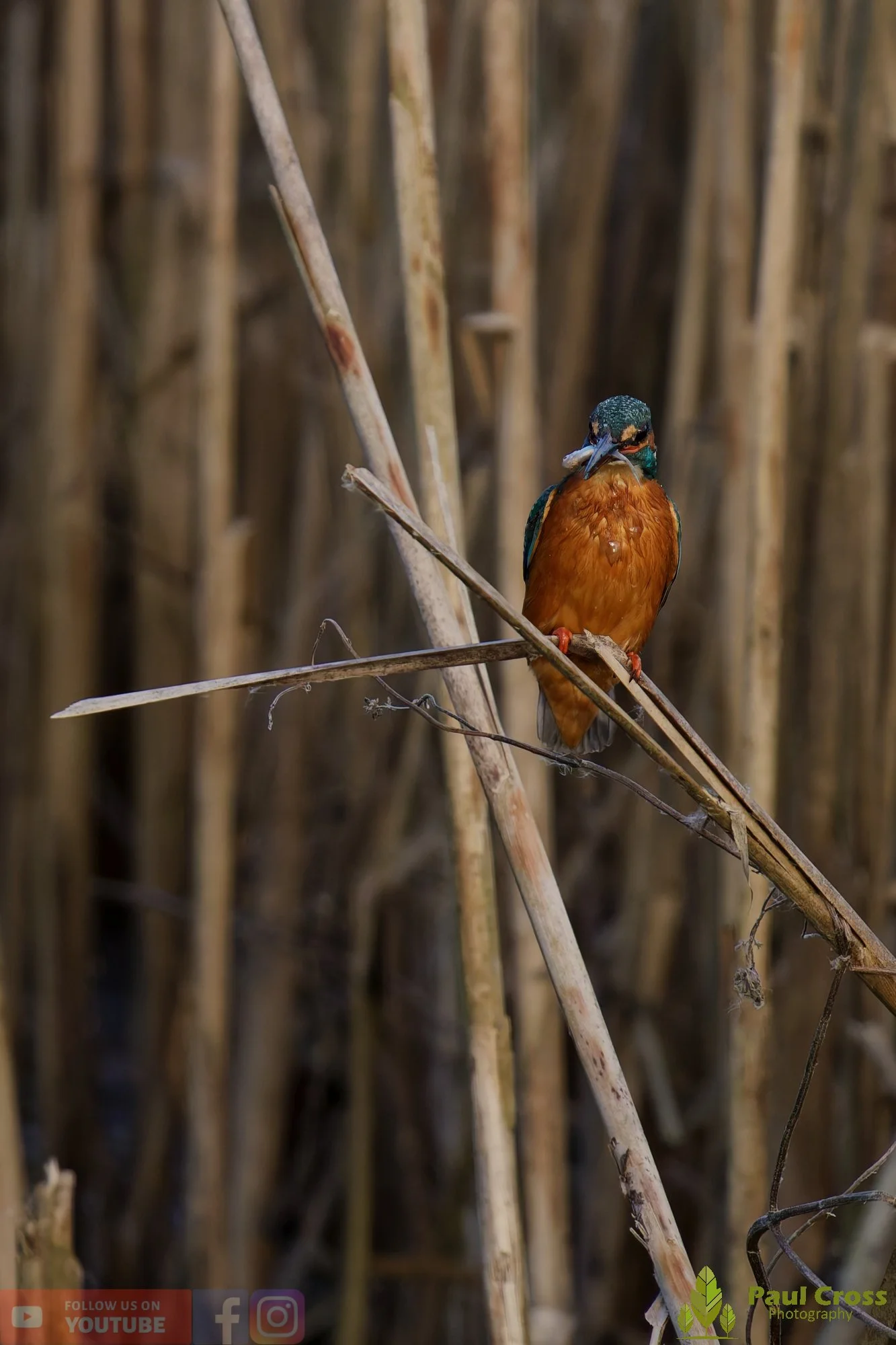 Kingfisher-00727.jpg