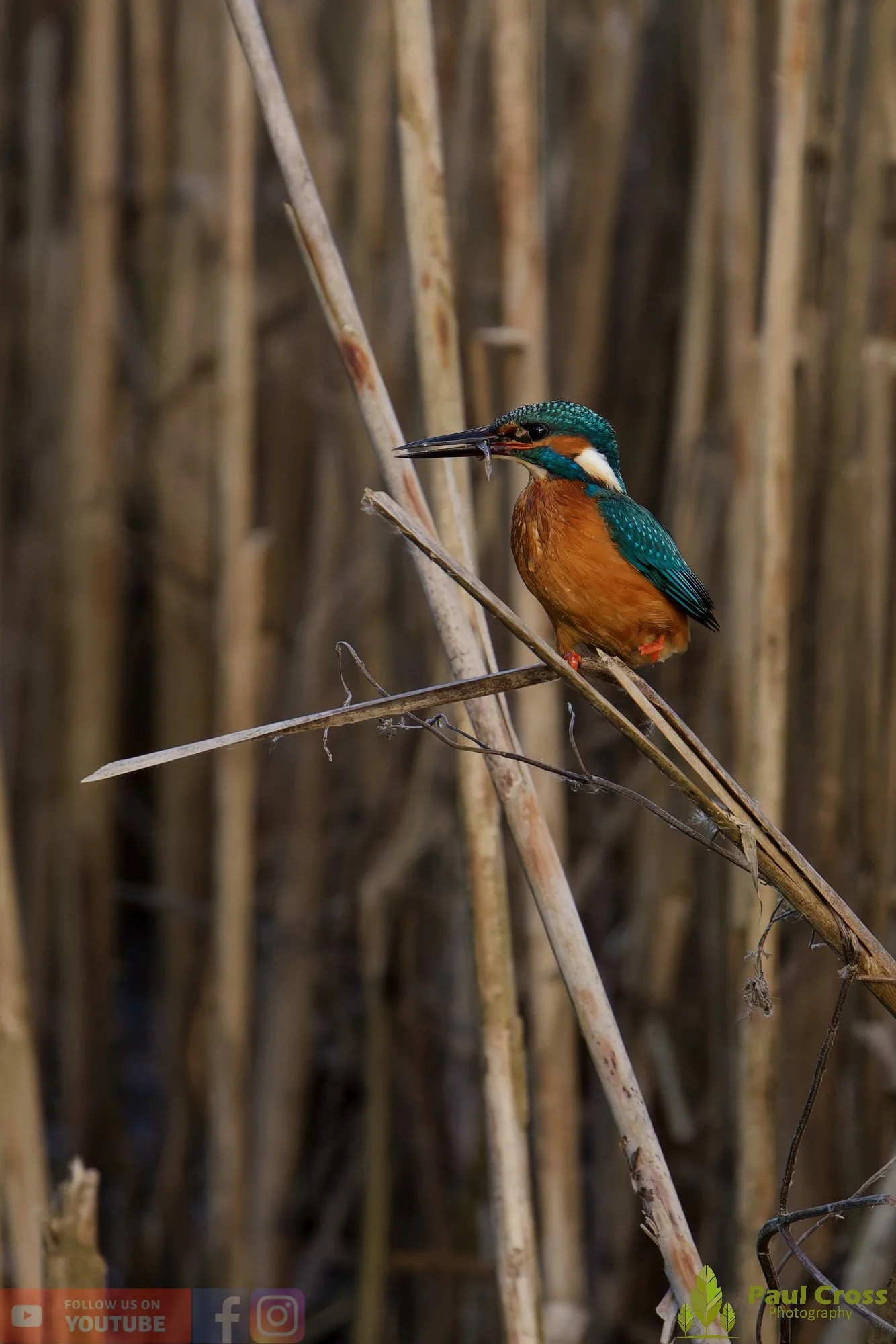 Kingfisher-00728.jpg