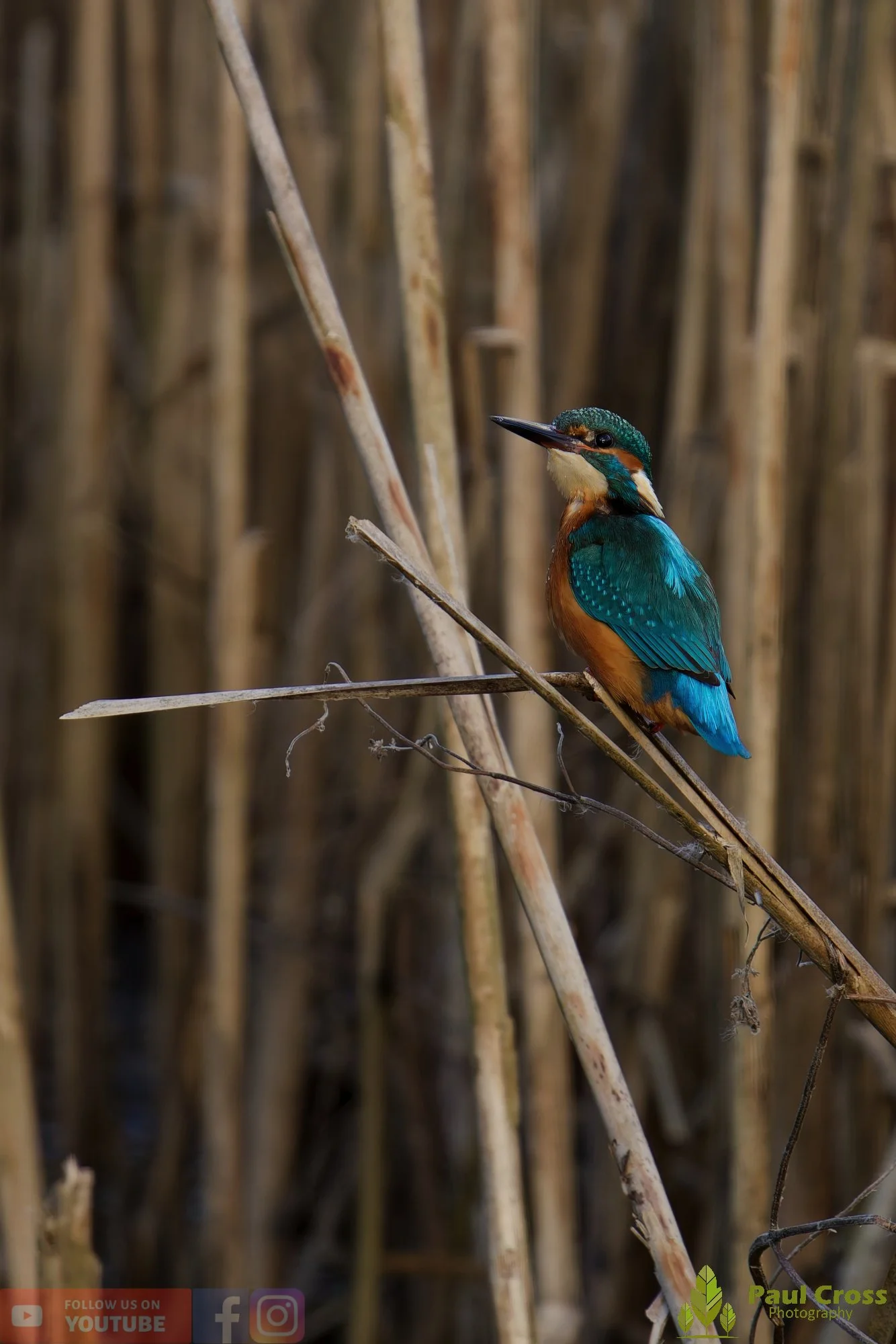 Kingfisher-00729.jpg