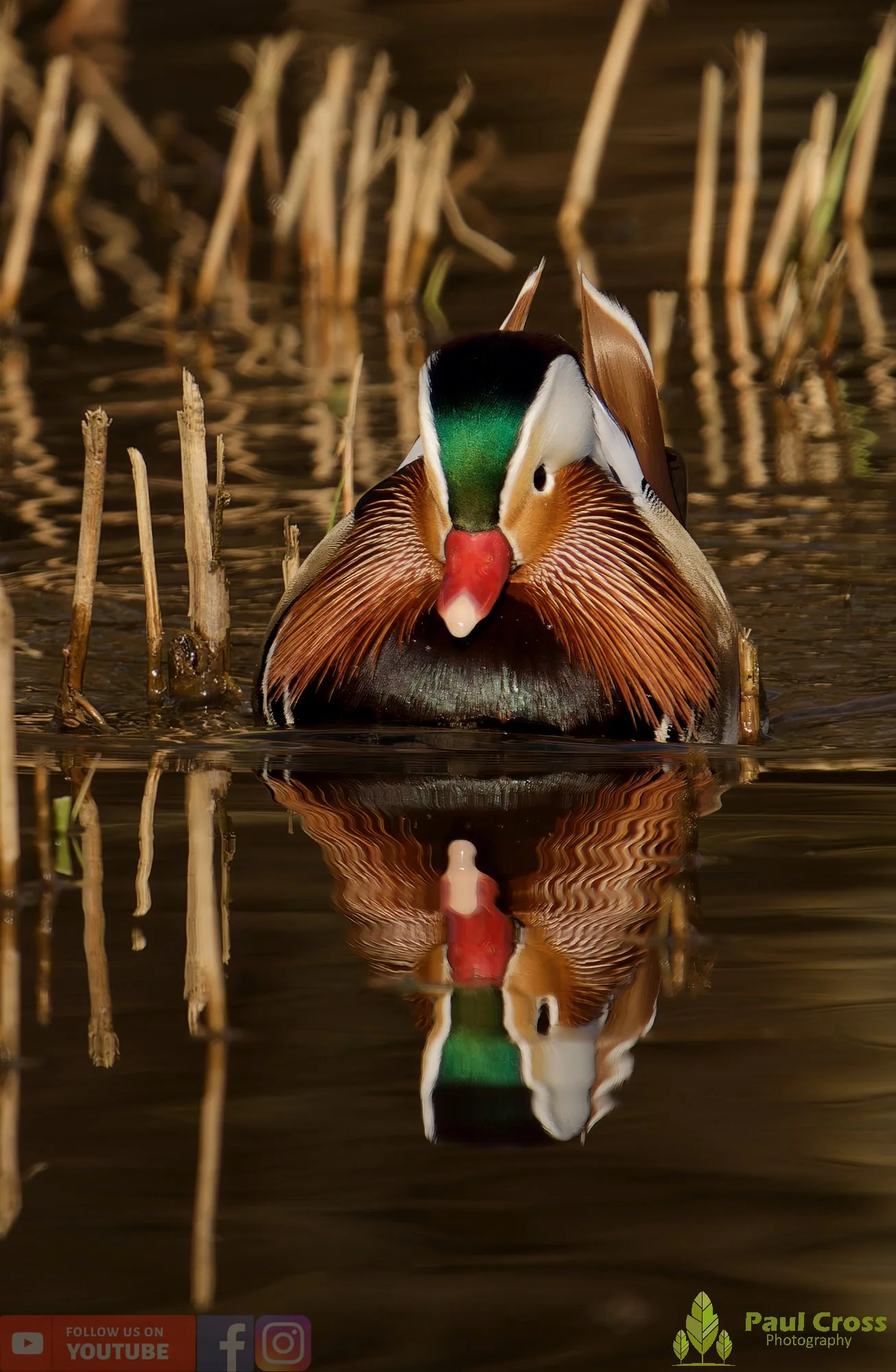Mandarin Duck-00149.jpg