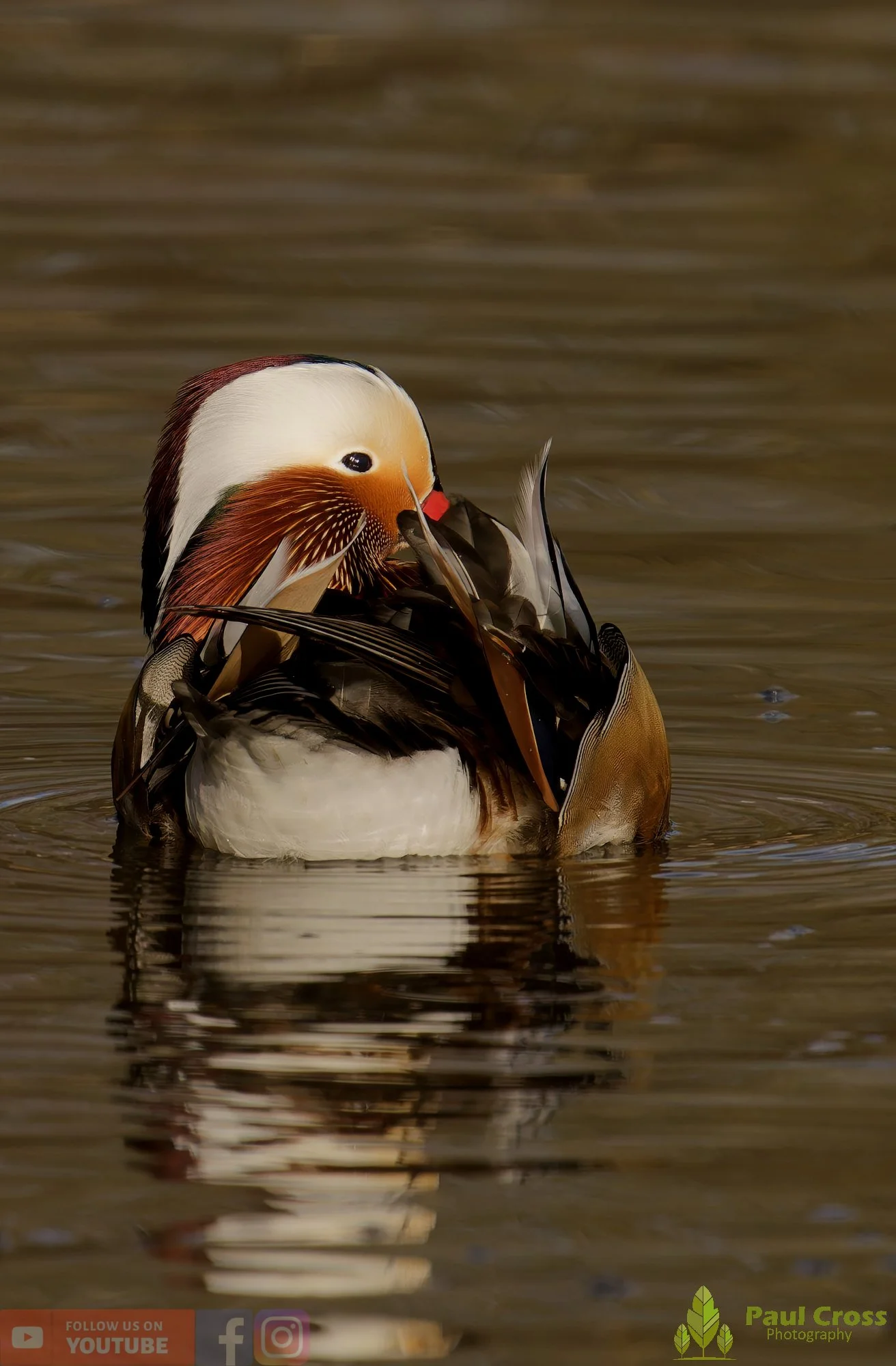 Mandarin Duck-00150.jpg