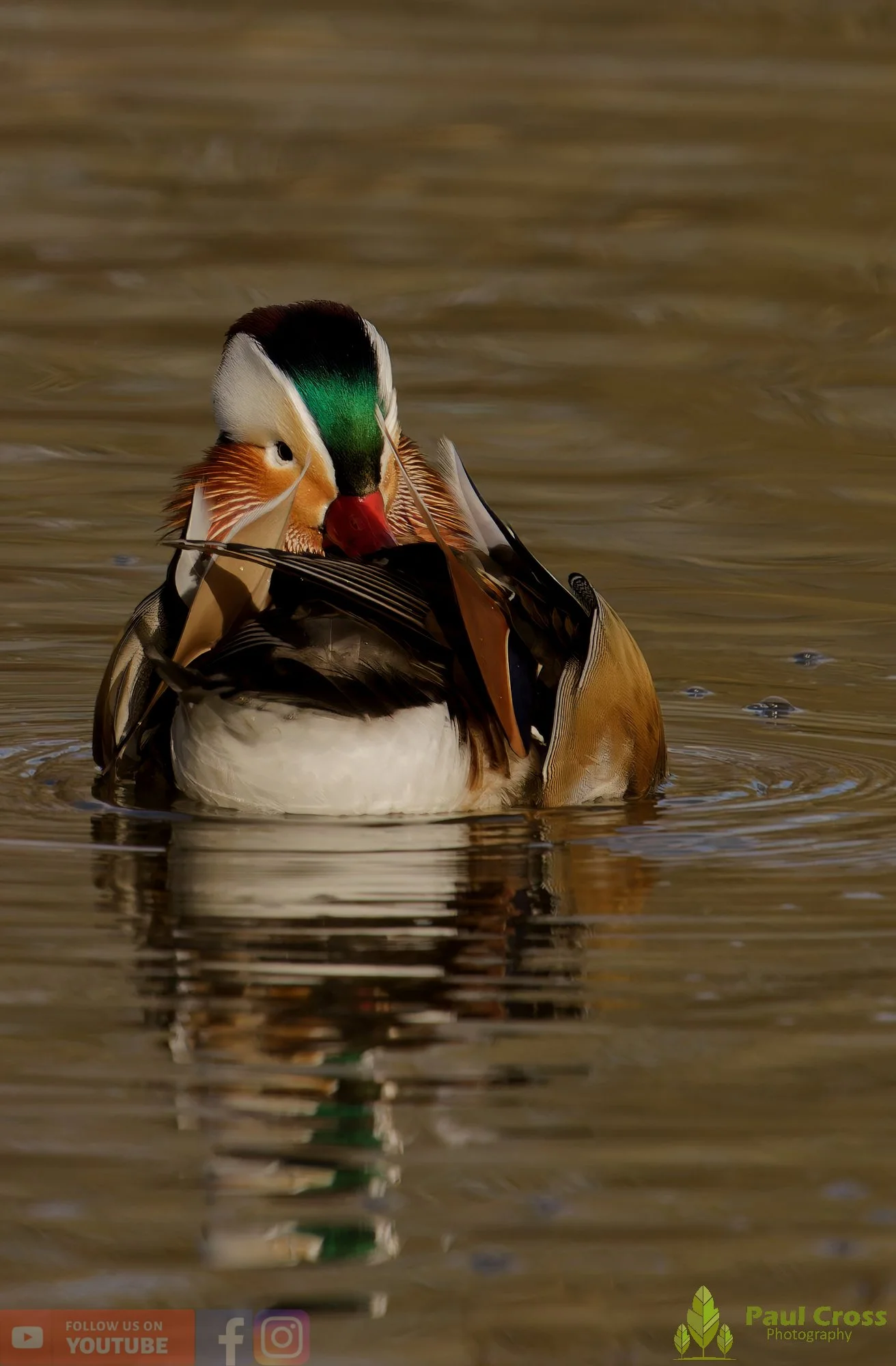 Mandarin Duck-00151.jpg
