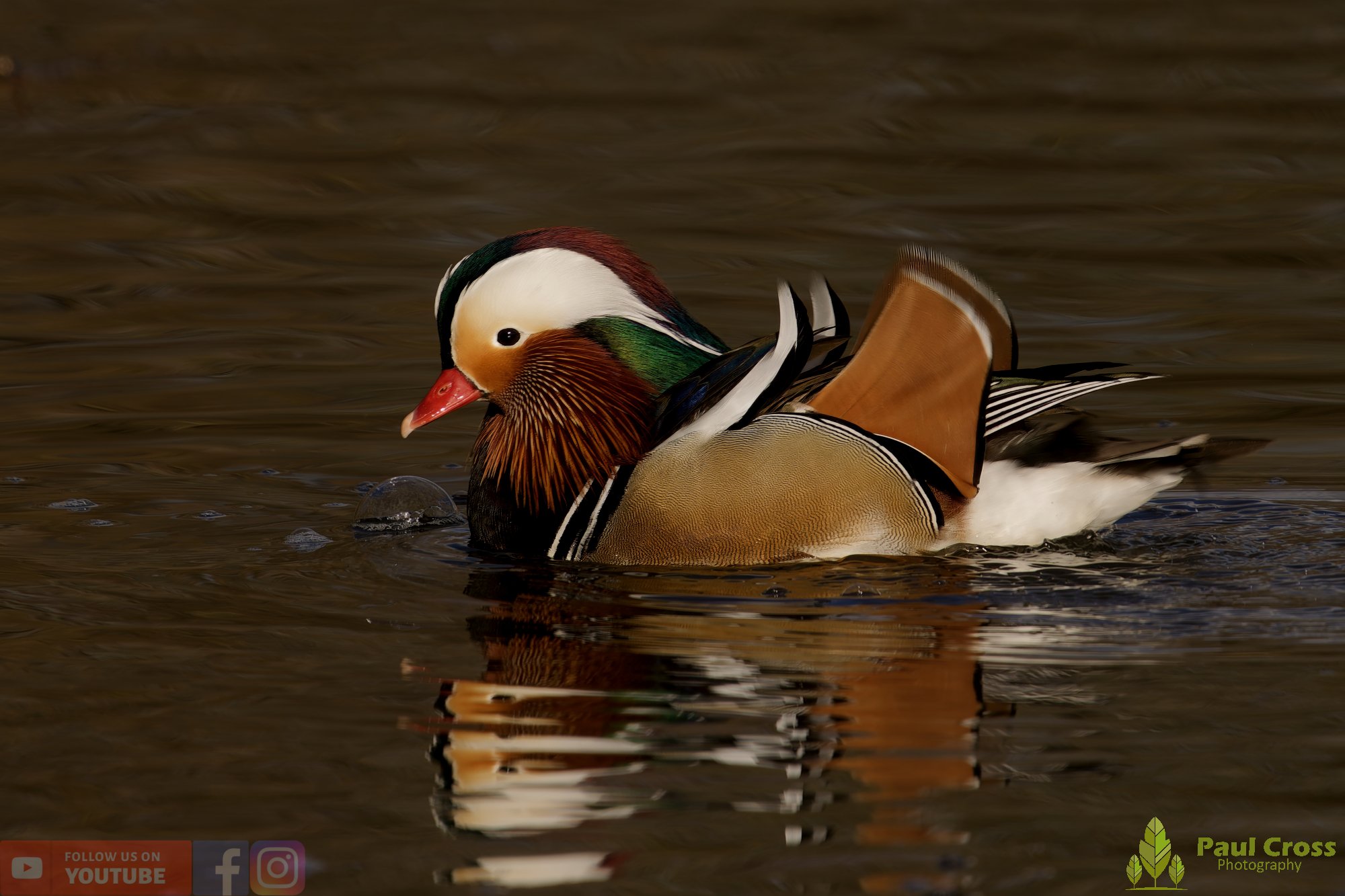 Mandarin Duck-00152.jpg